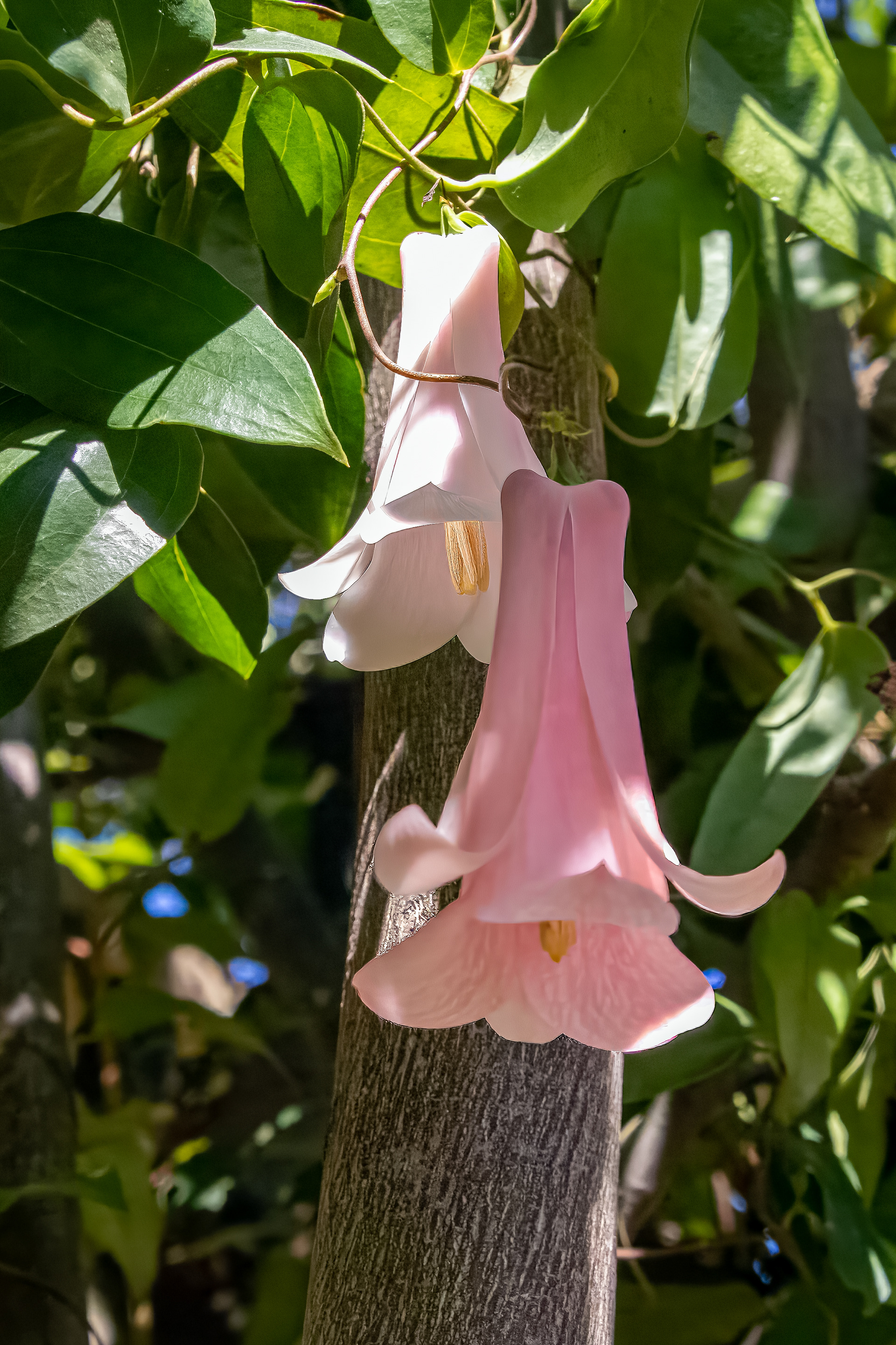 Copihue Rosado