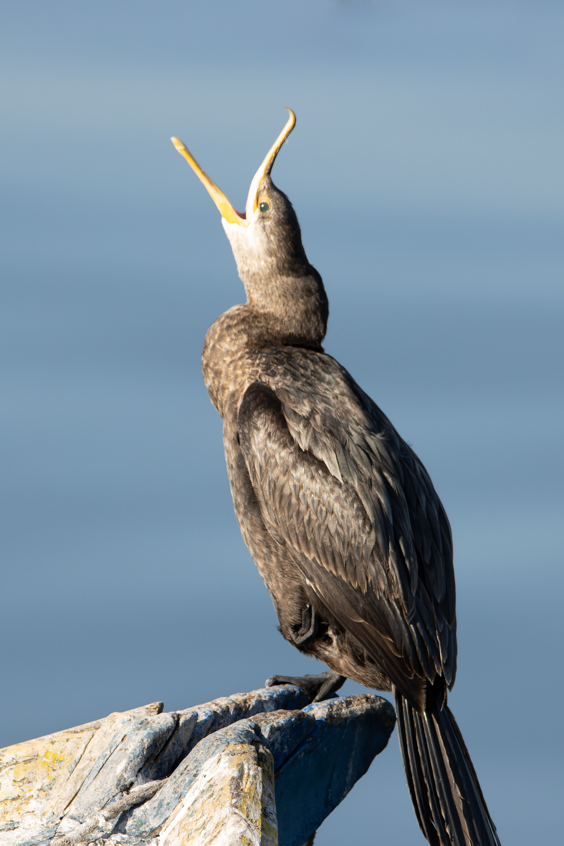 Cormoran