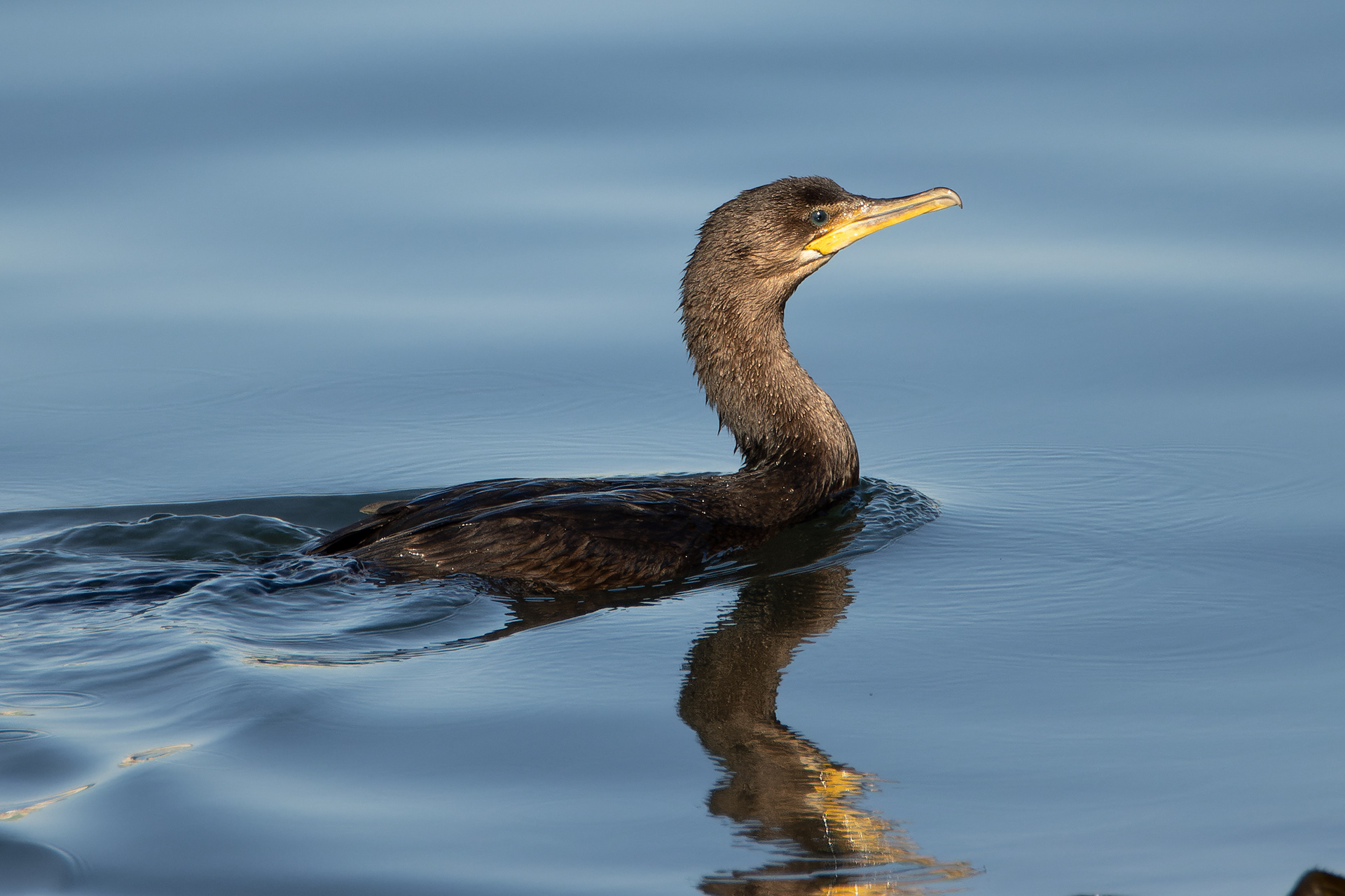 Cormoran