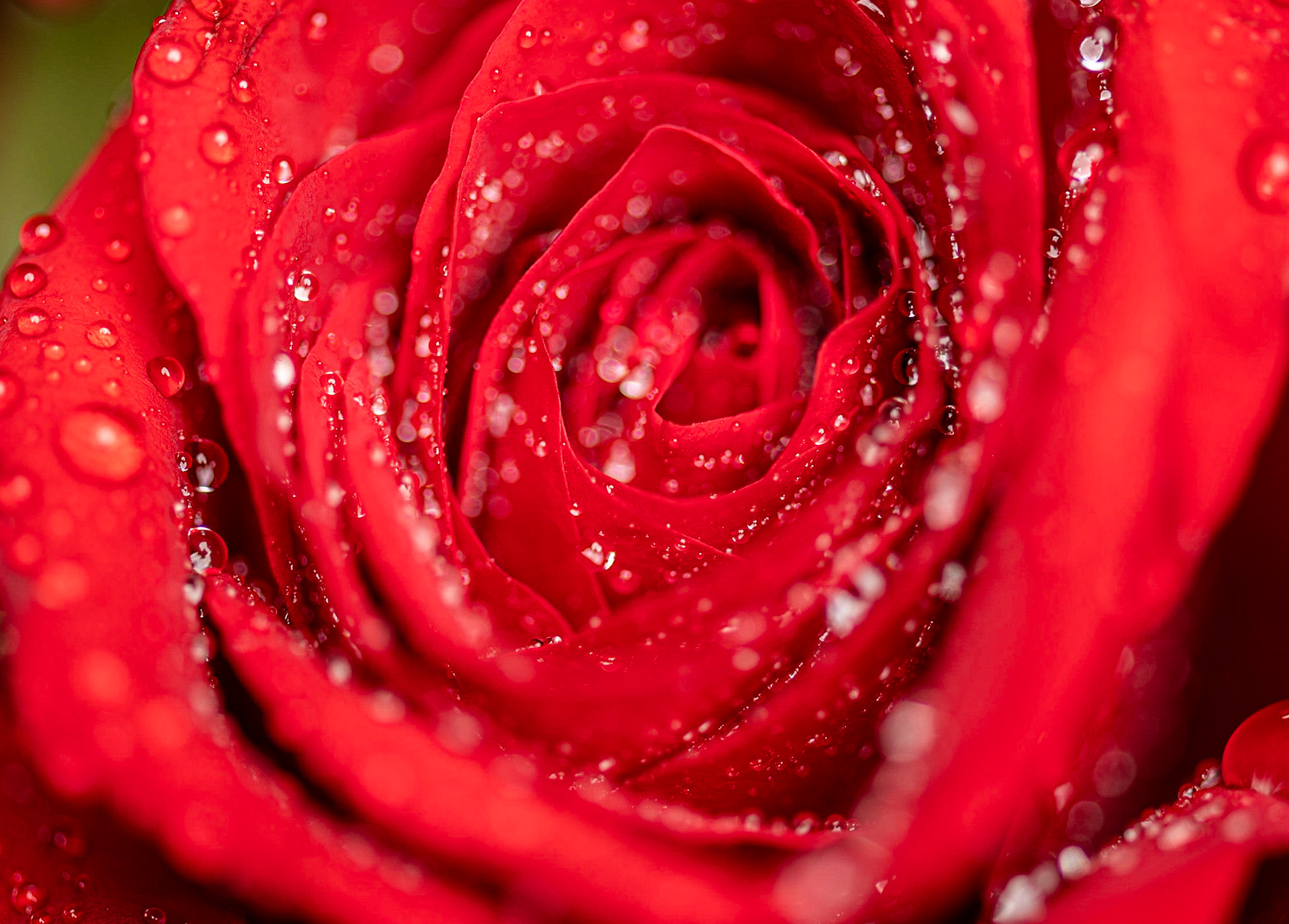 Macro Roses