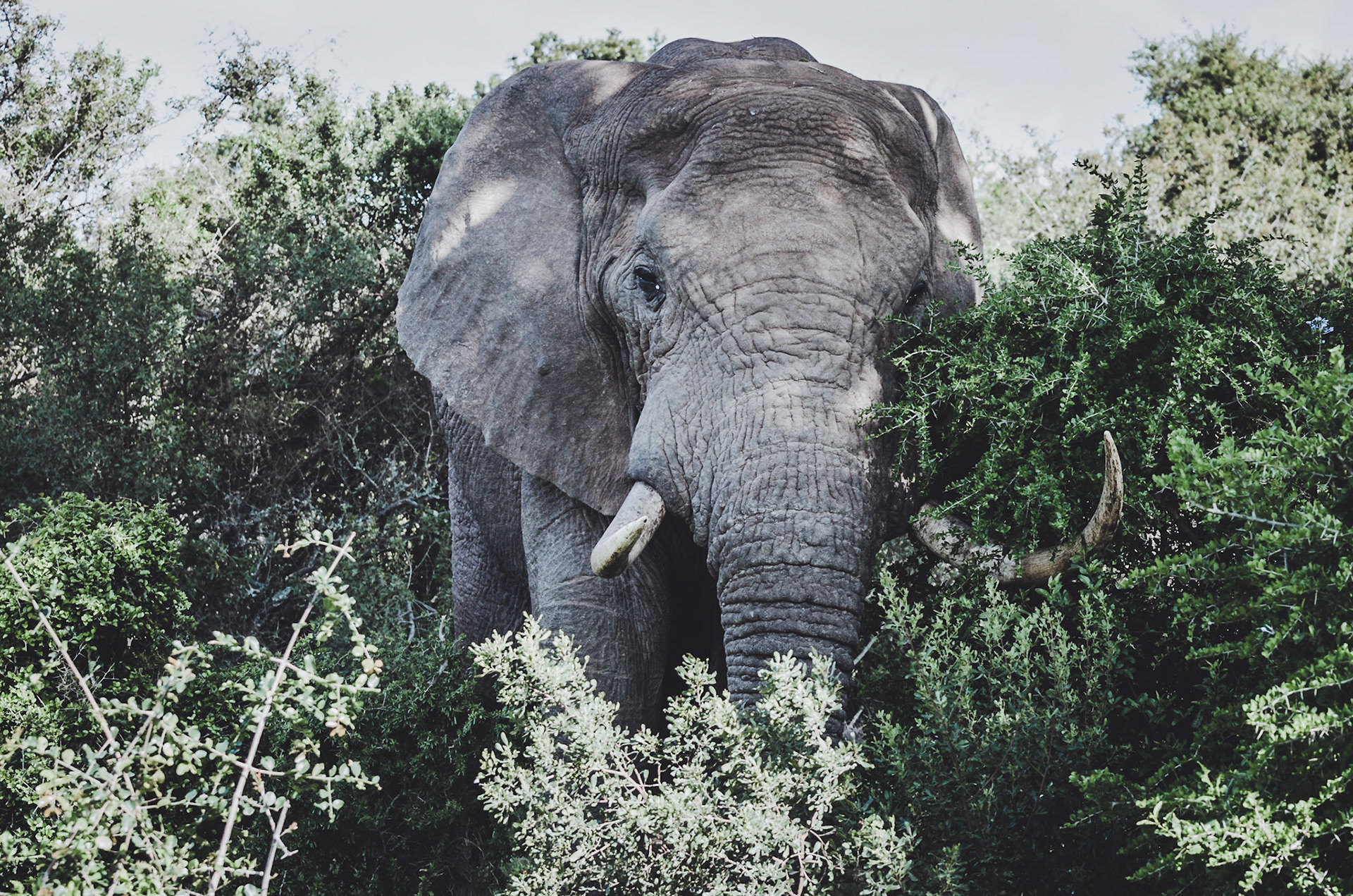 Elephant
