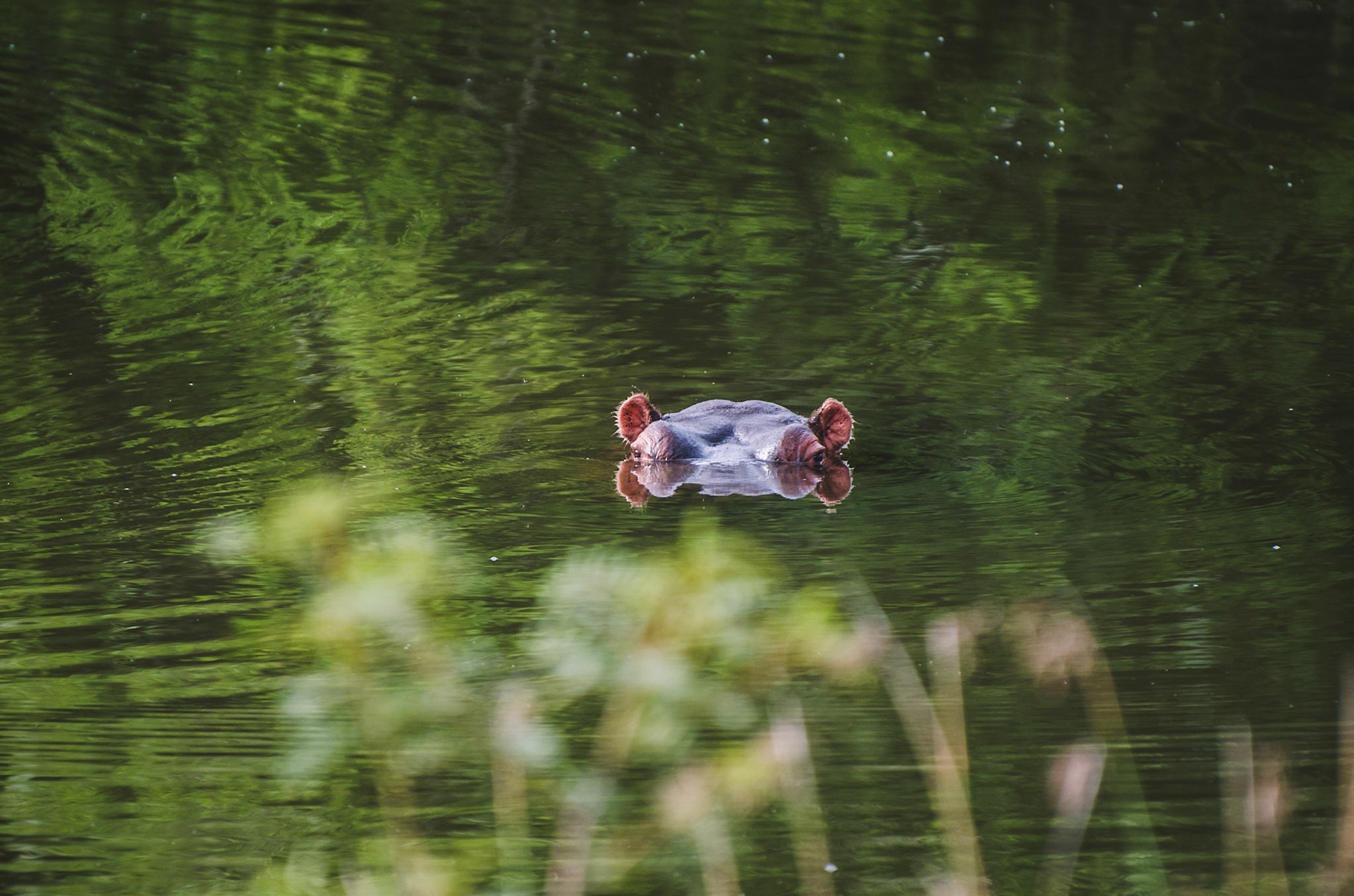 Hippo