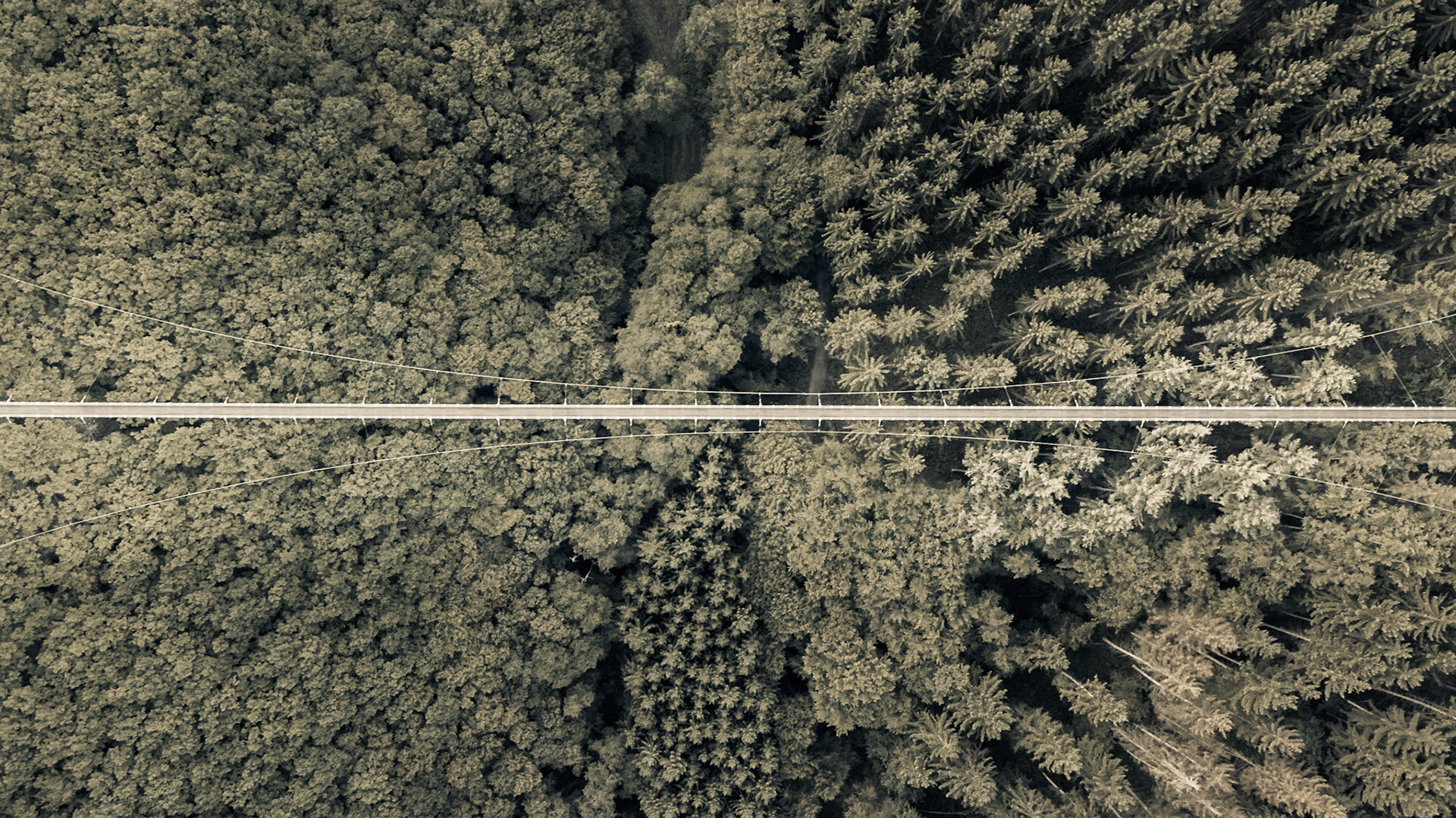 Geierlay suspension bridge