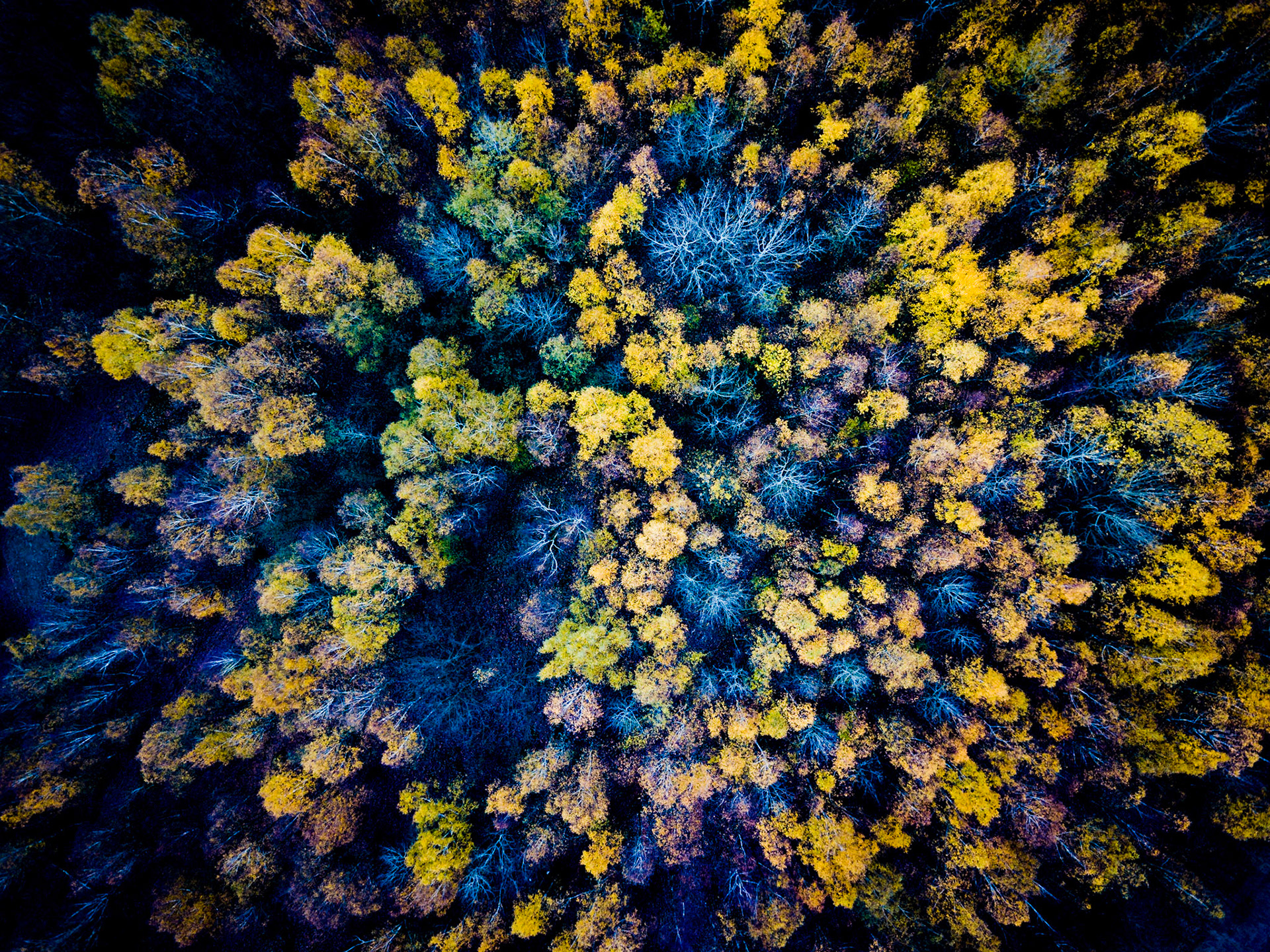 Bäume auf der Halde Lydia