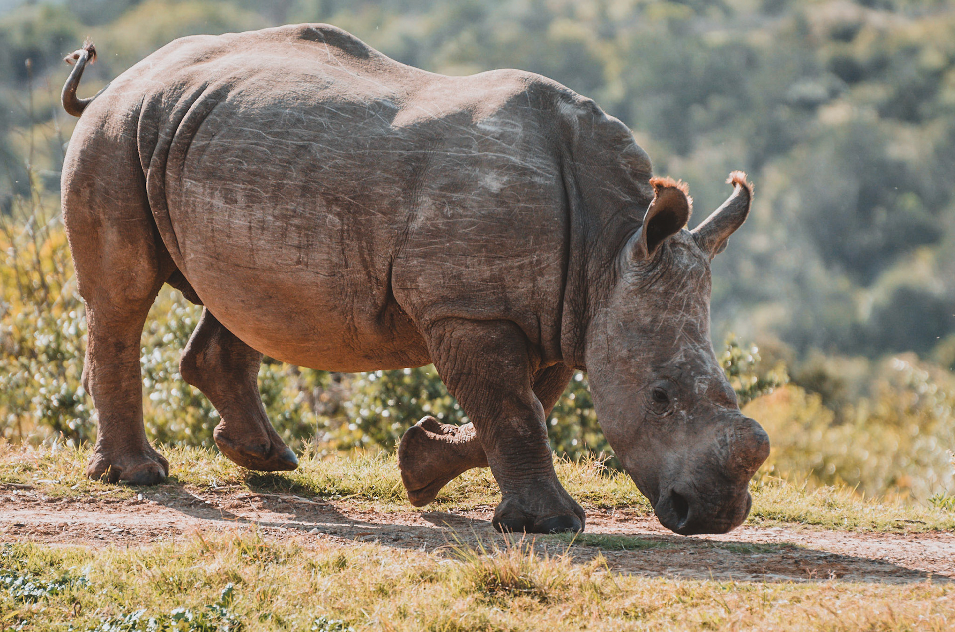 Rhino