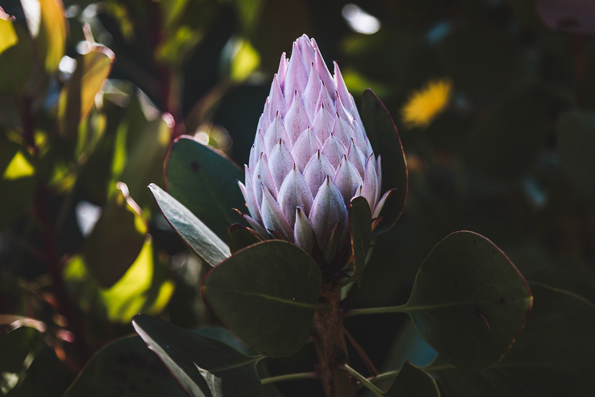 Details einer Pflanze auf der Isole di Brissago