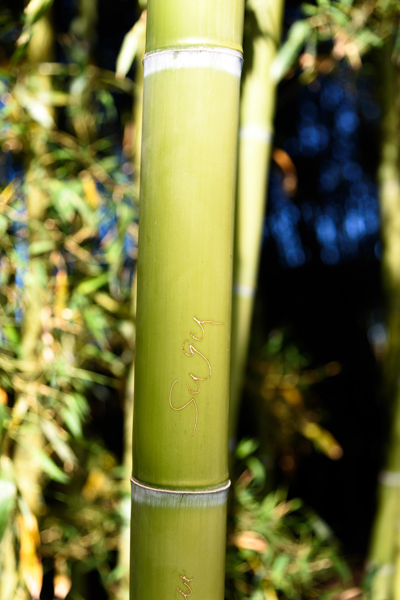 Details einer Pflanze auf der Isole di Brissago