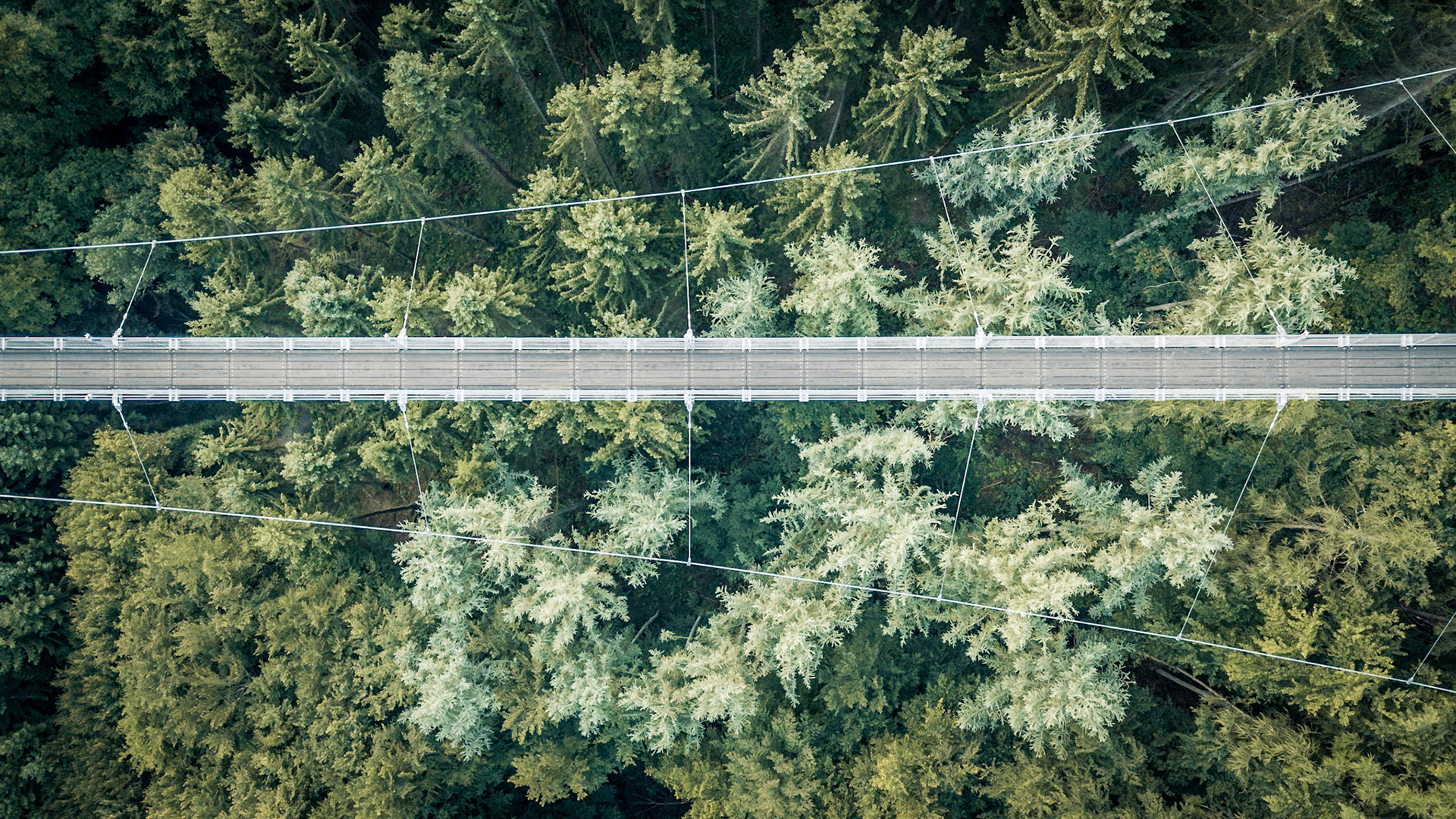 Geierlay suspension bridge