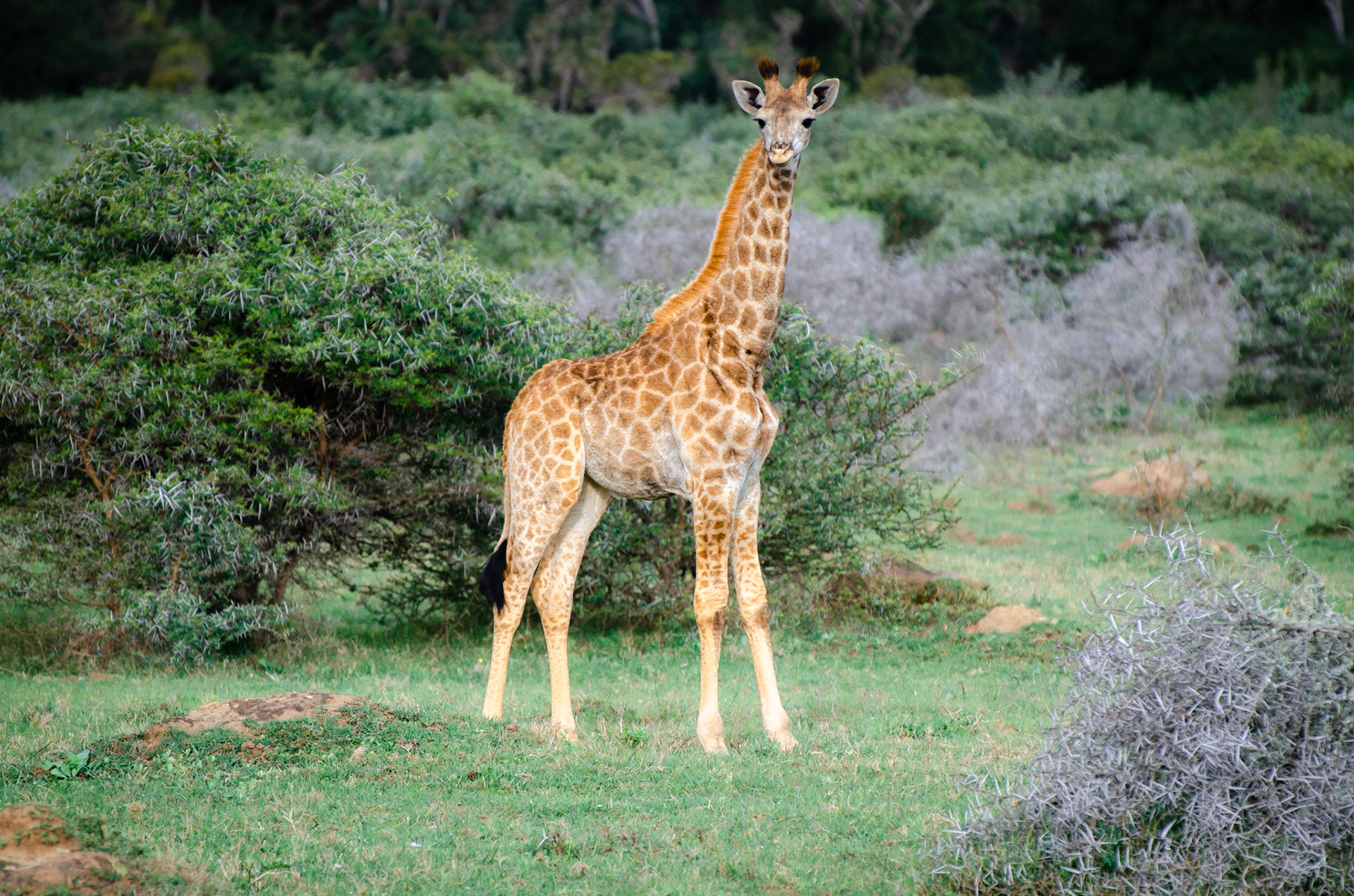 Giraffe