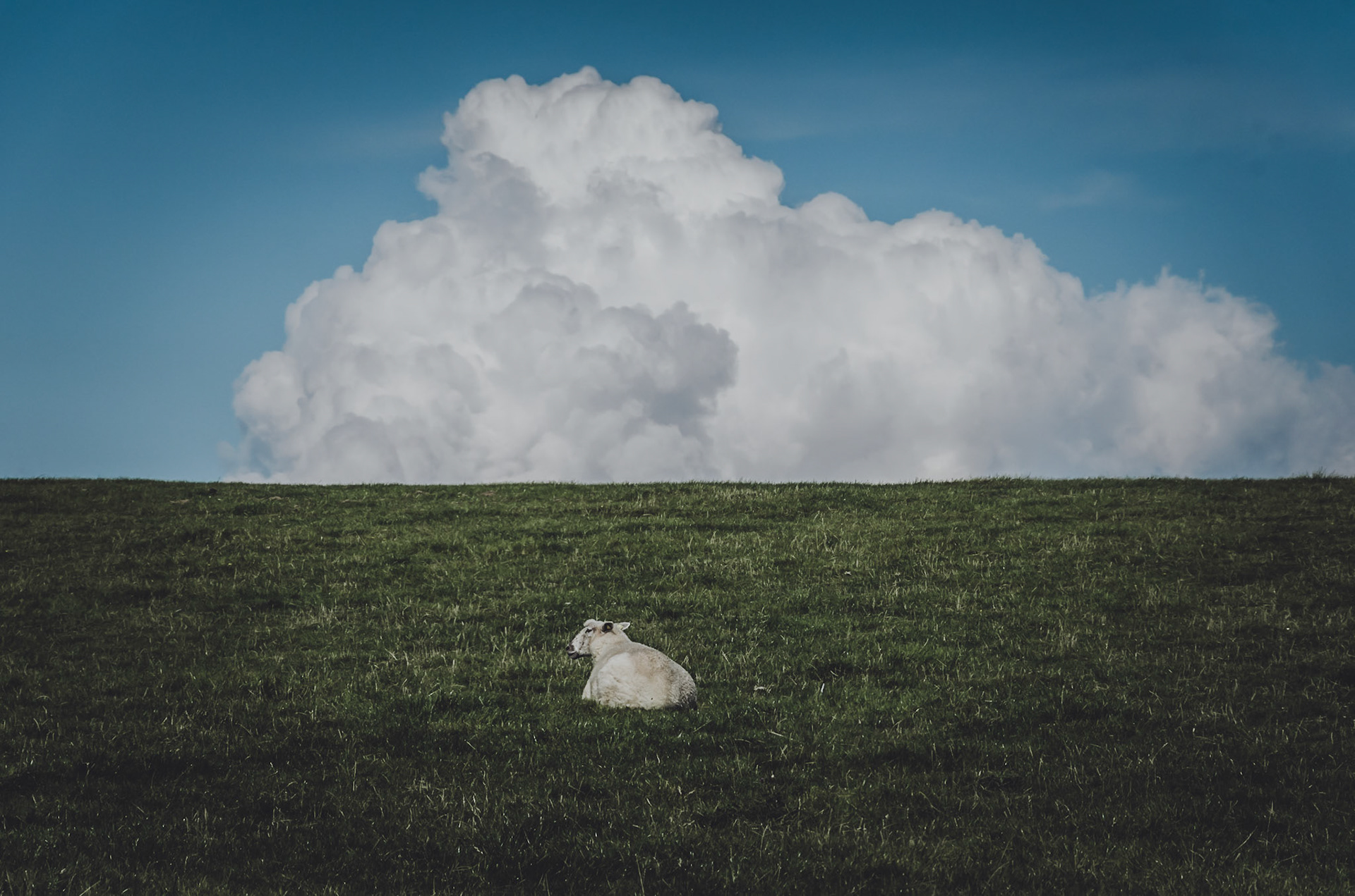 Lonely sheep on the dike near Büsum at the German North Sea