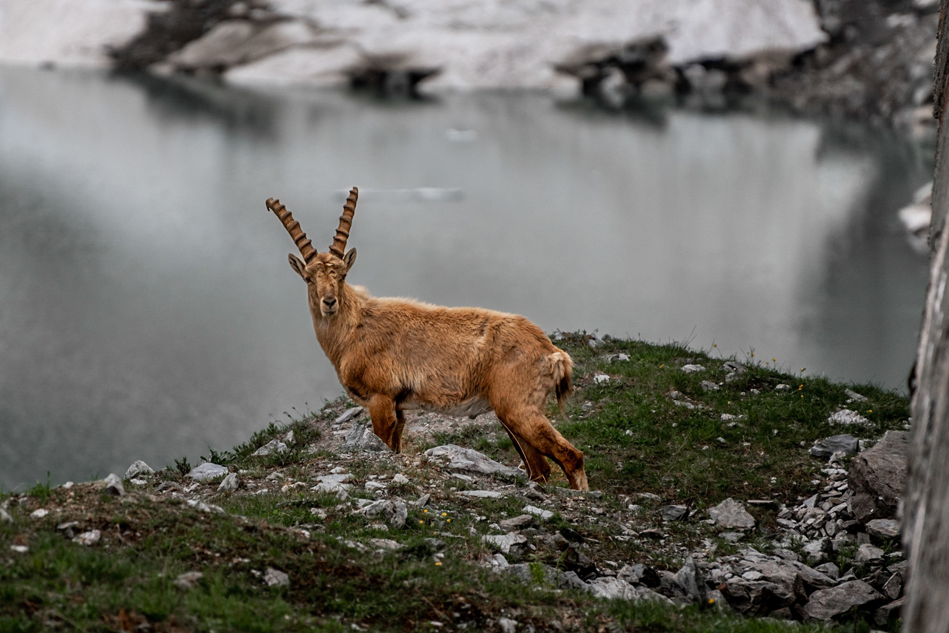 Steinböcke am Lac de Cleuson