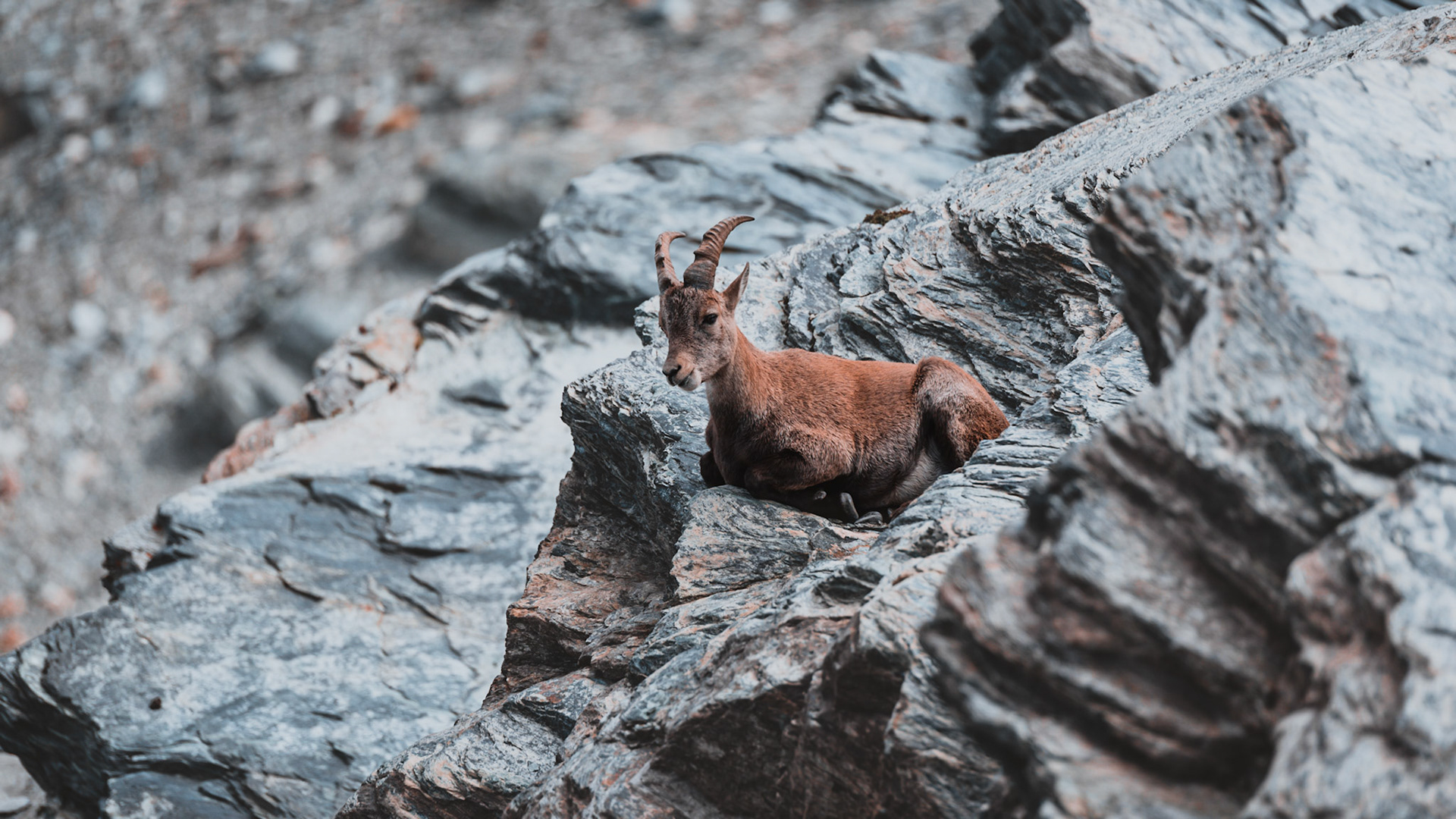 Steinbock