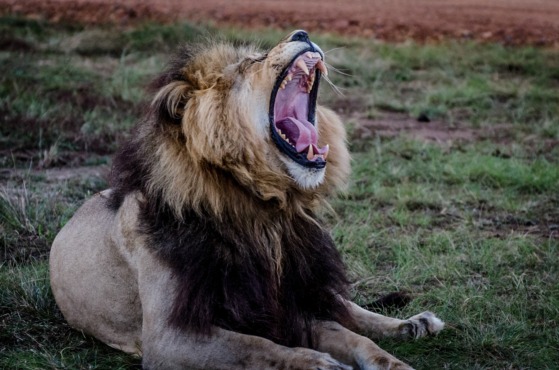 Lion