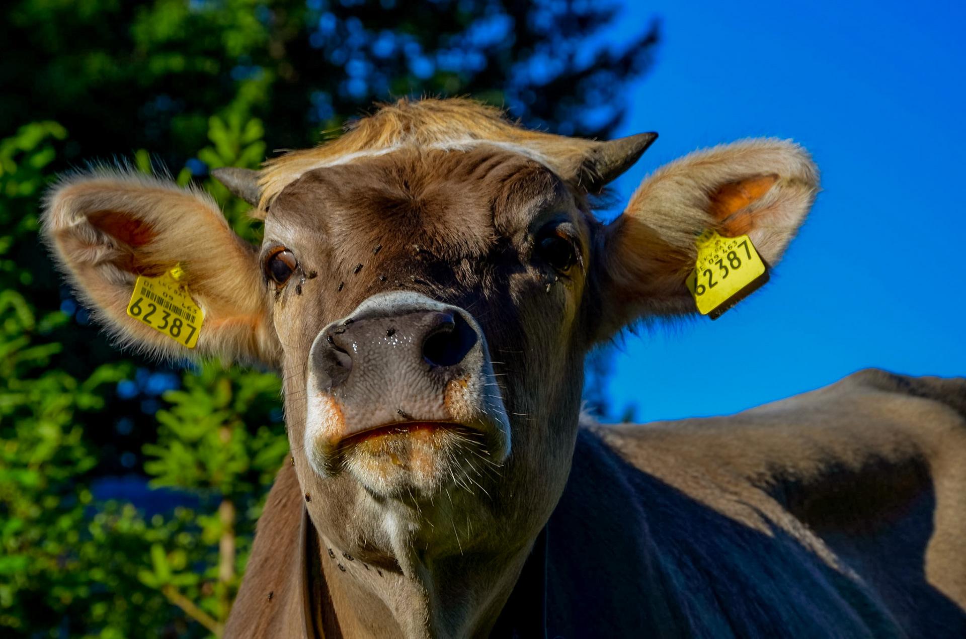 Cow in the German Alps