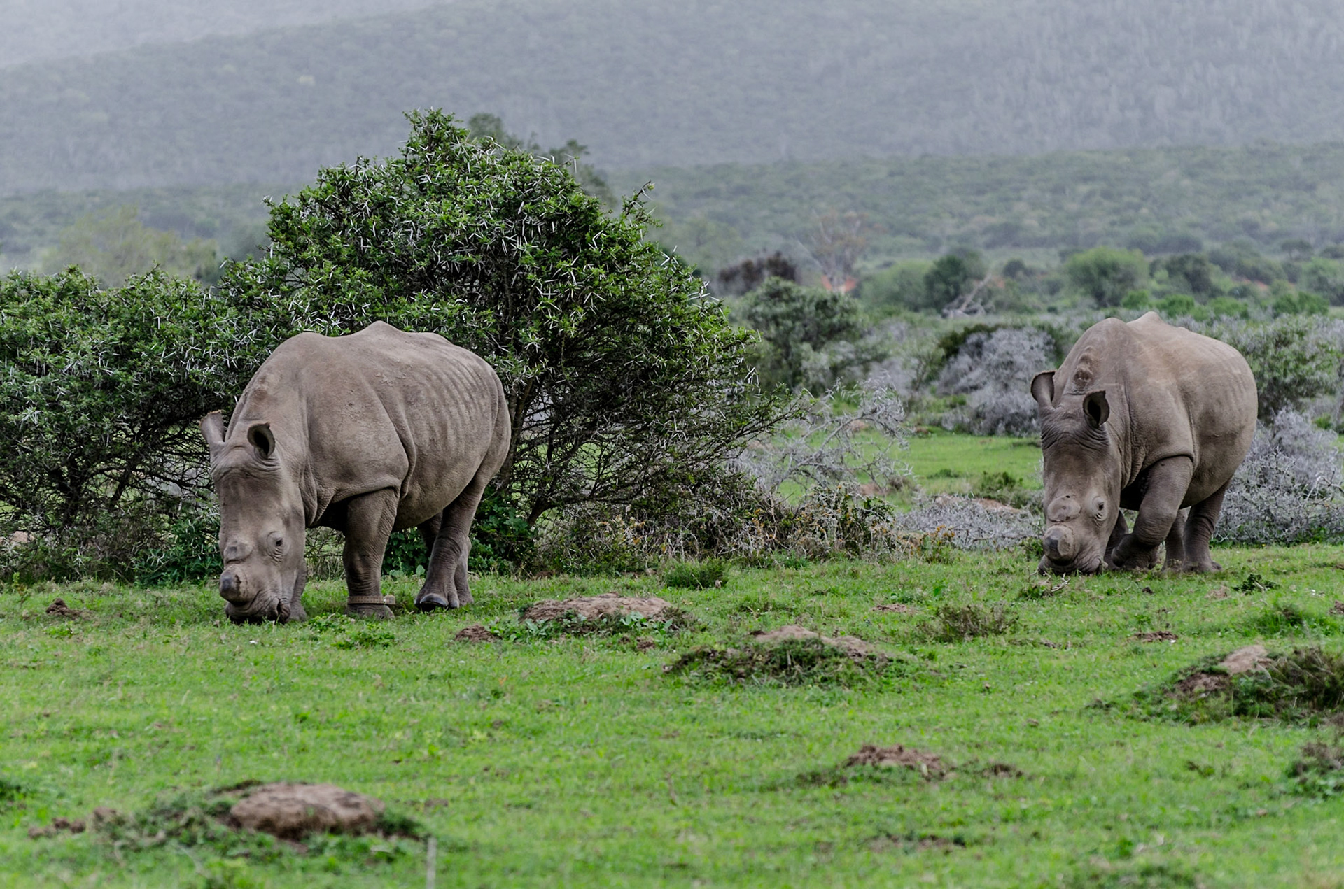 Rhinos