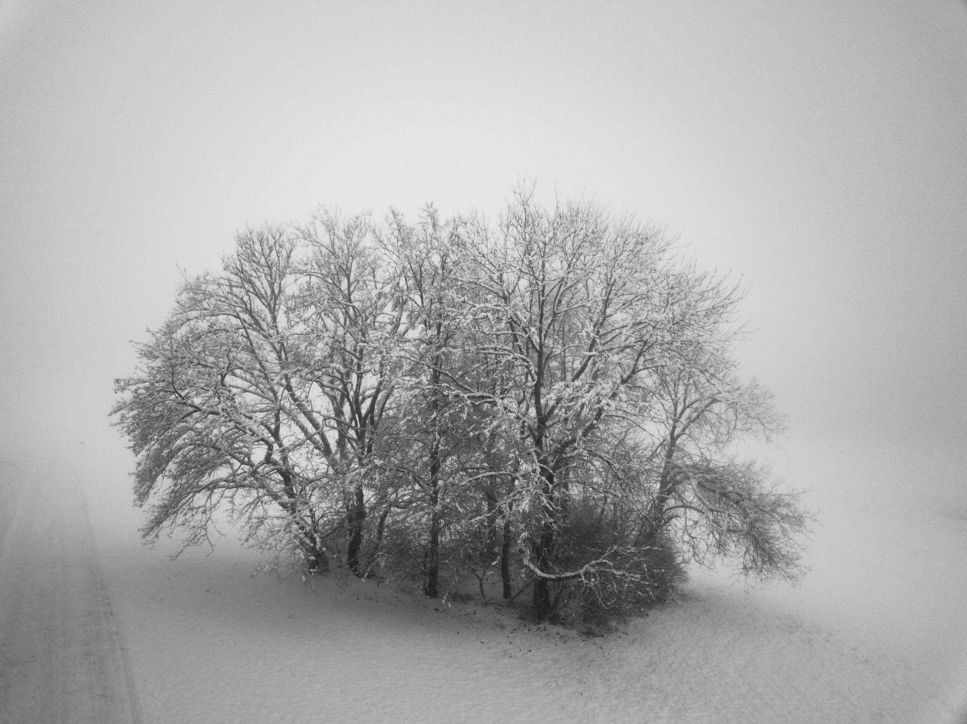 Group of trees in the fog