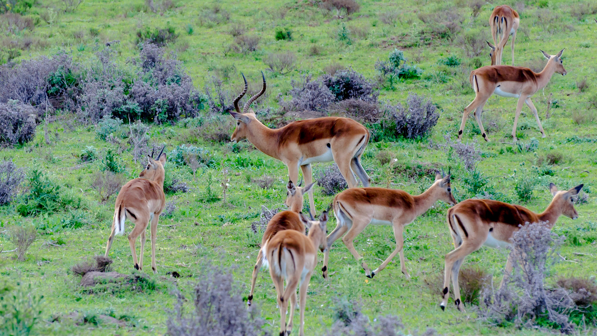 Antelopes
