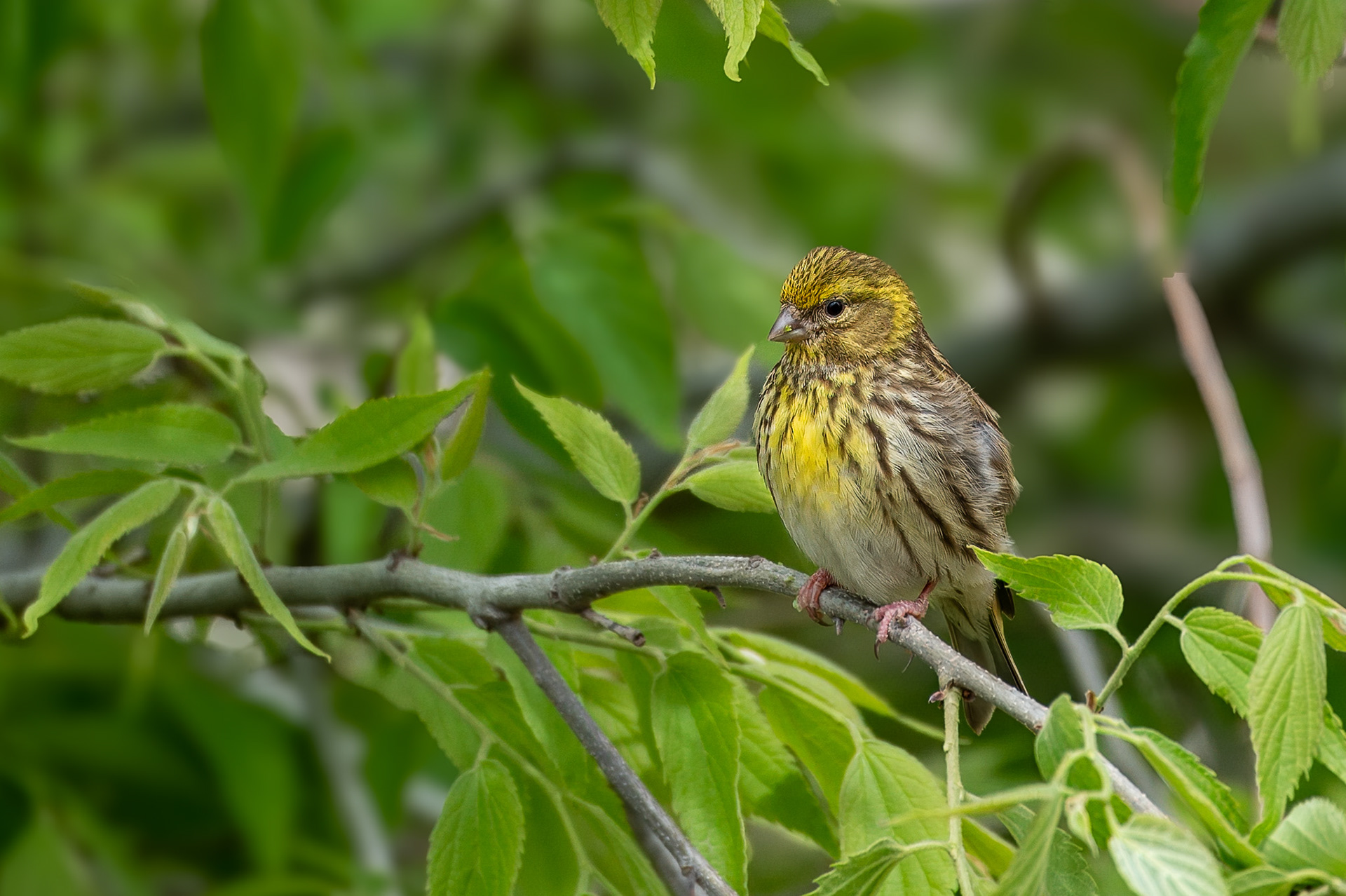 Serin