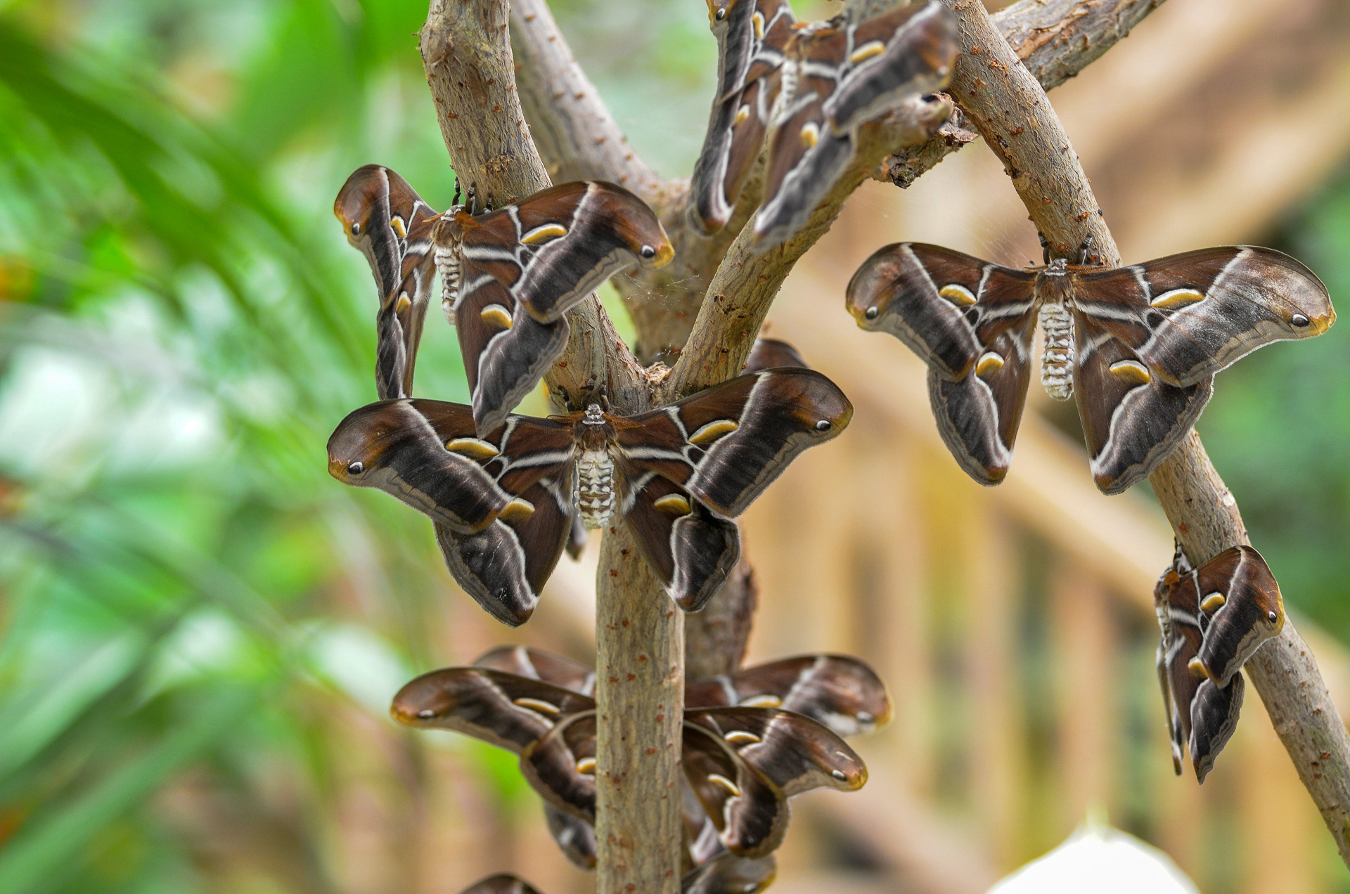 Eri Silk Moth (Samia cynthia ricini)