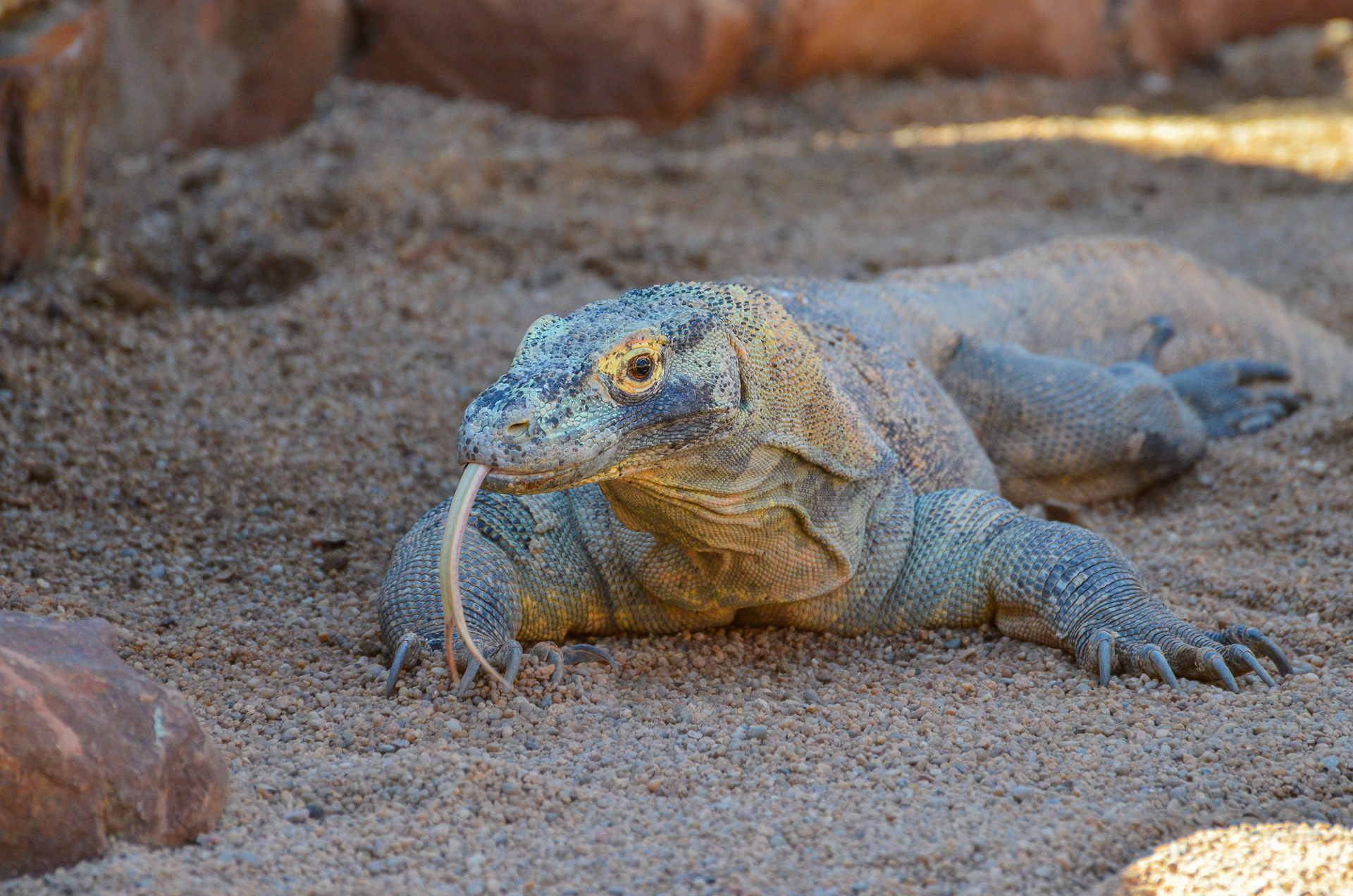 Dragon, Komodo