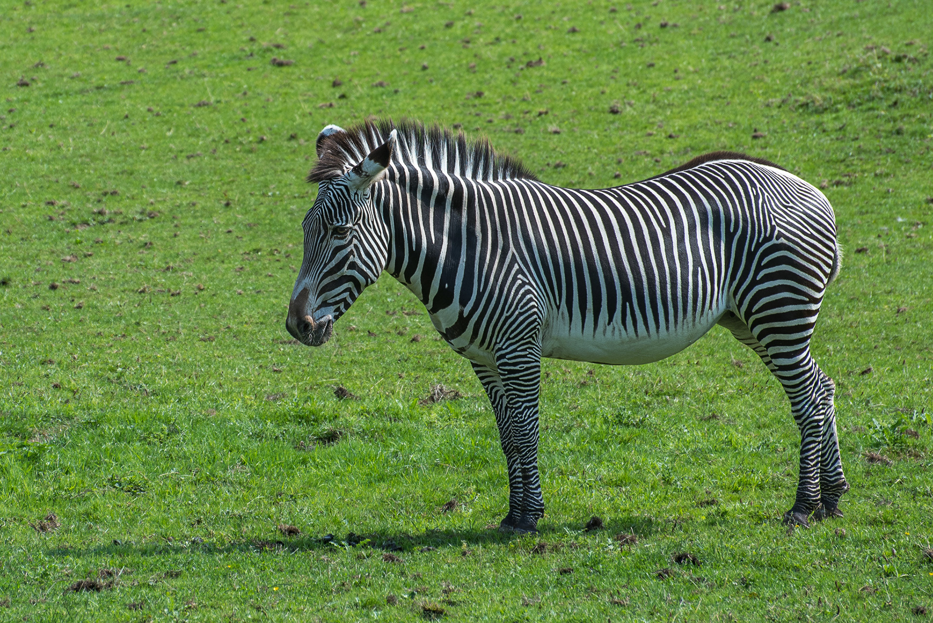 Grévy's zebra (Equus grevyi)