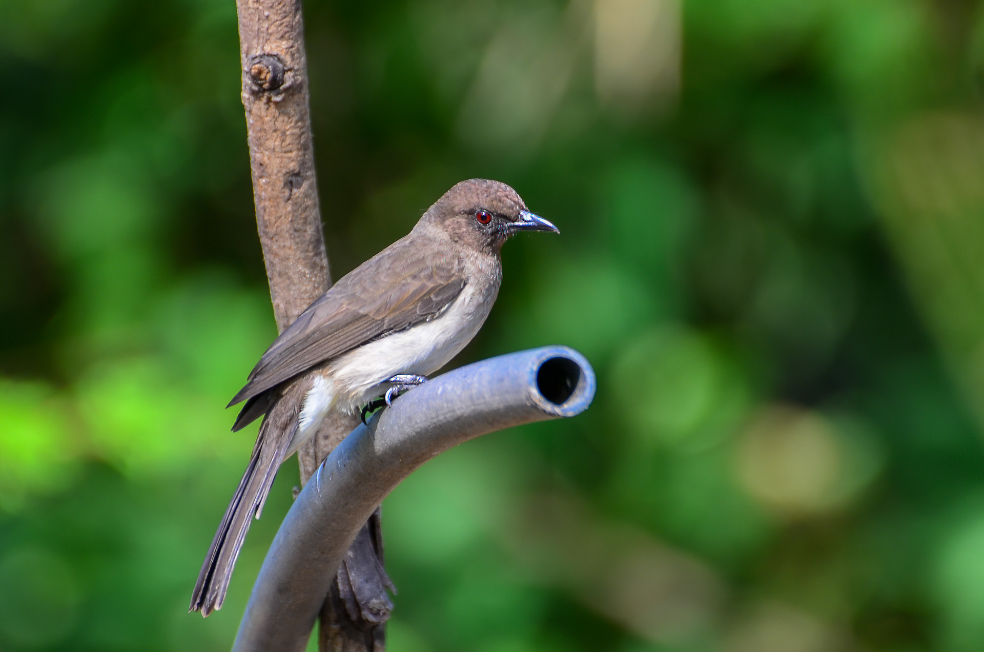 Common Bulbul