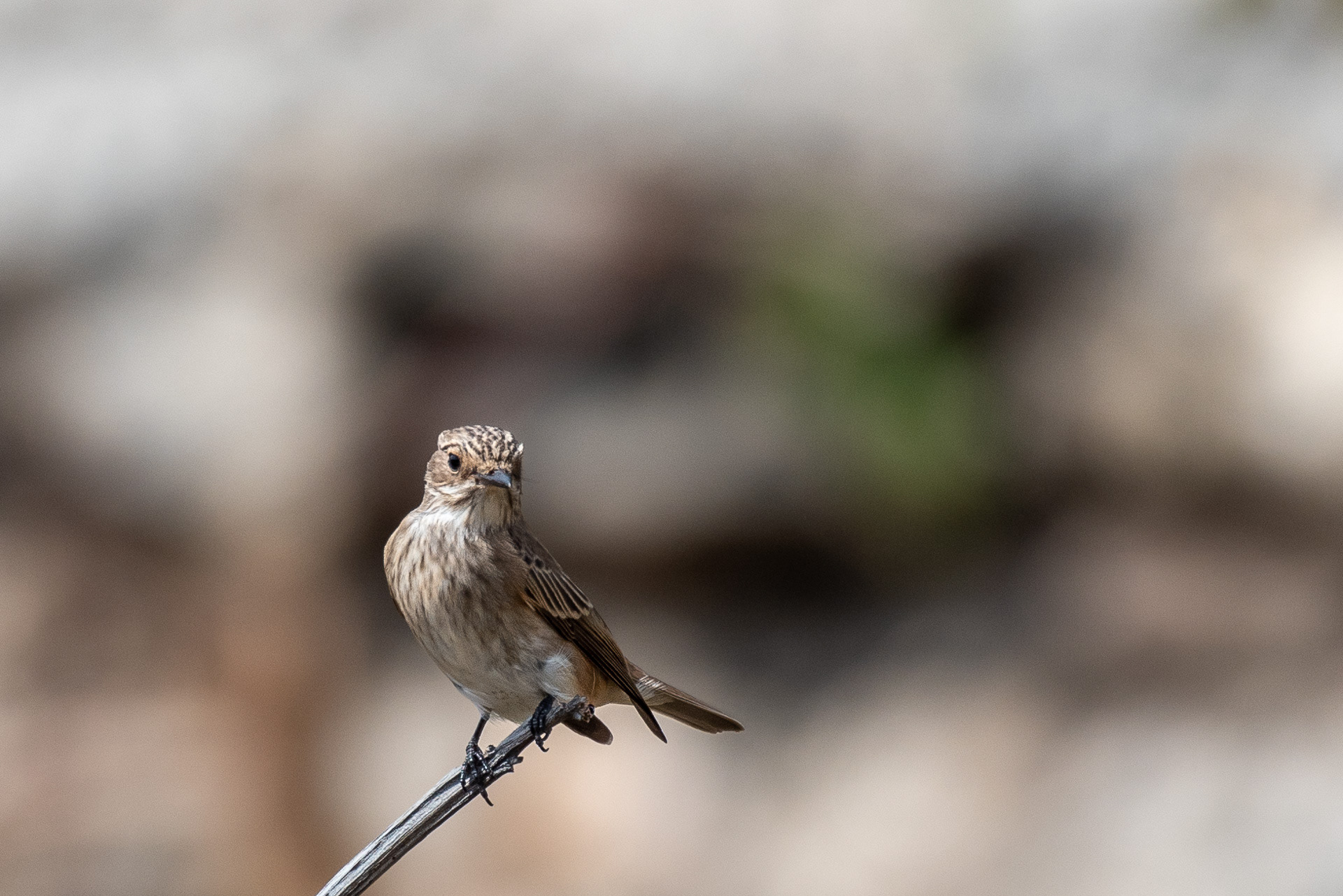 Flycatcher, Spotted (Muscicapa striata)