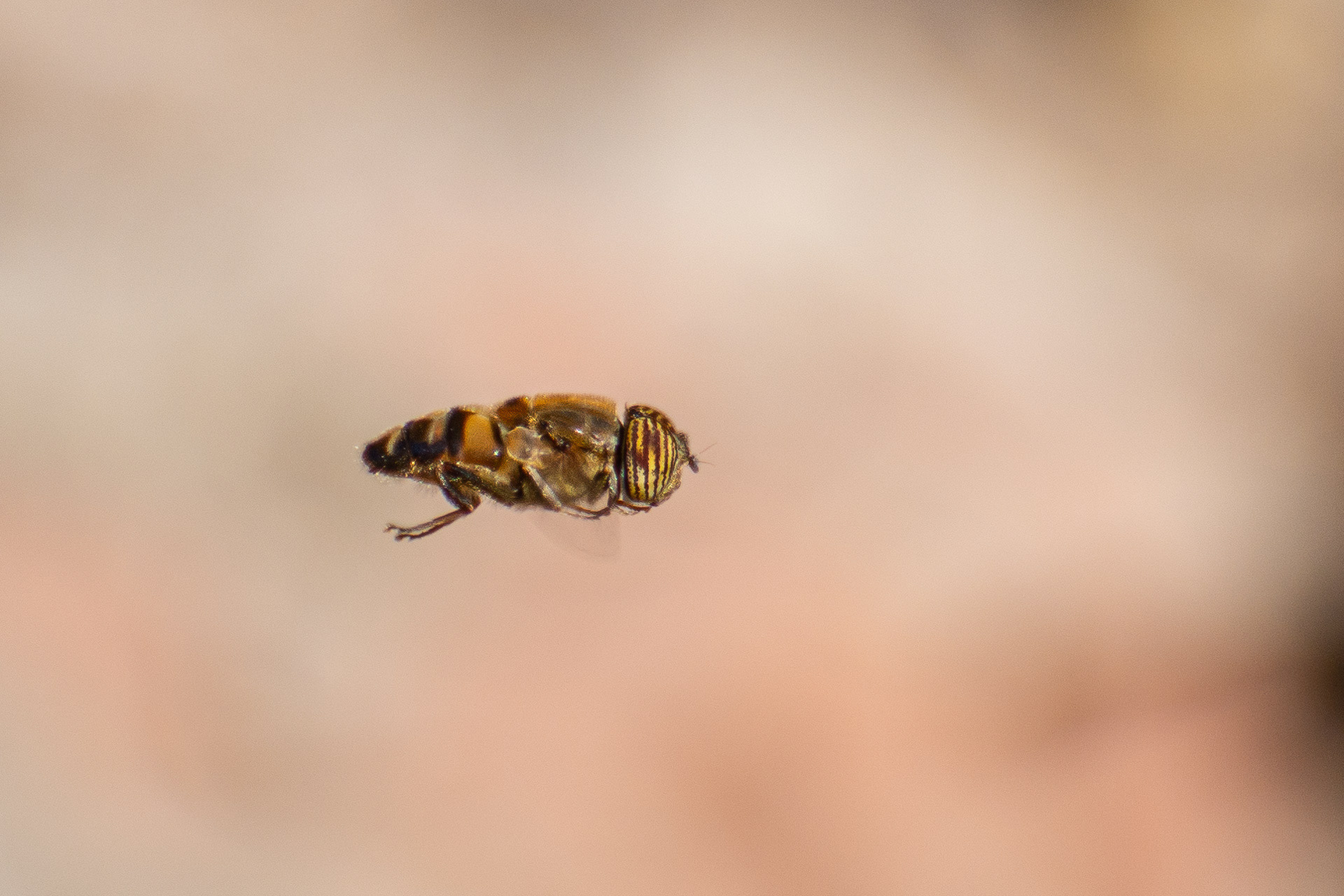 Hoverfly