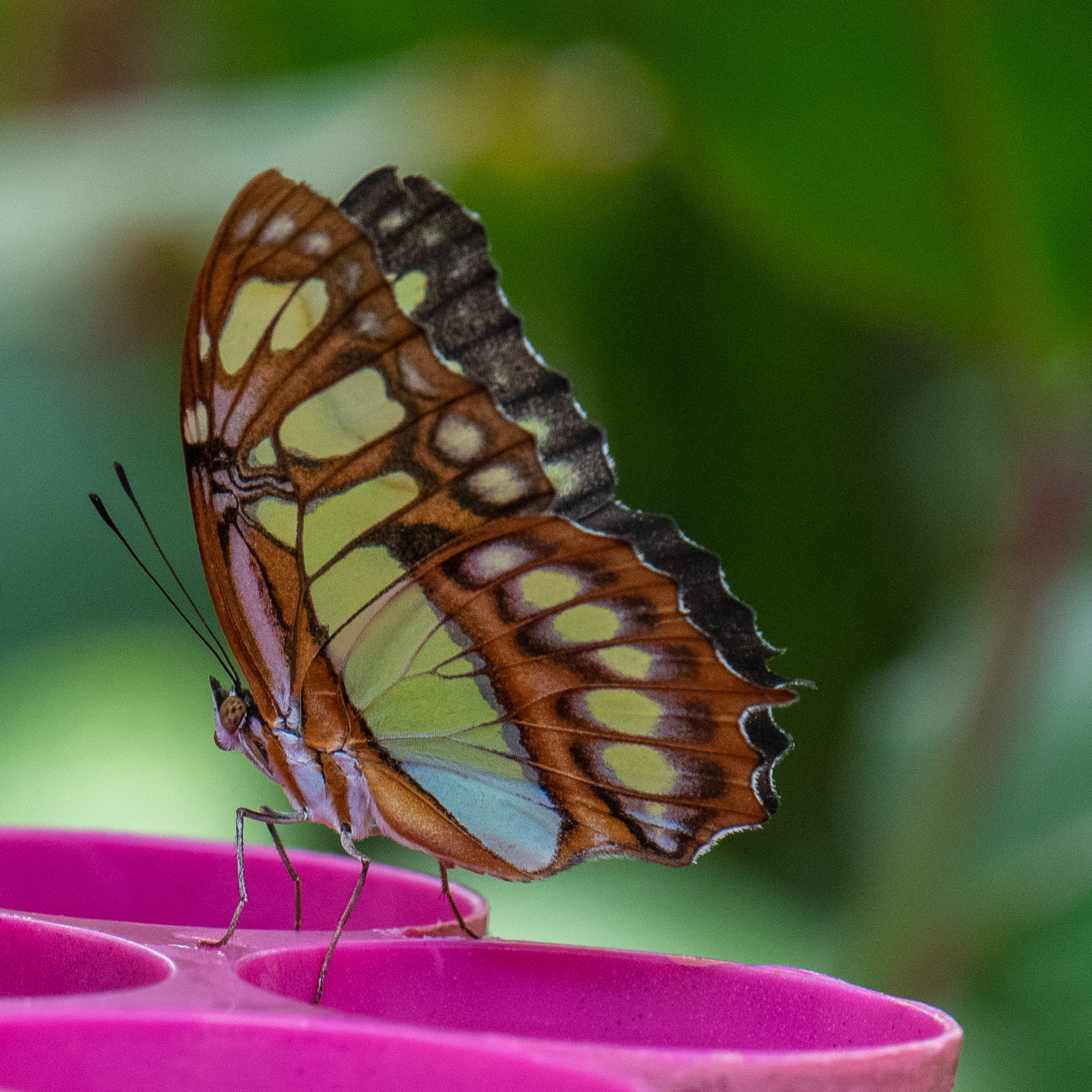 Malachite