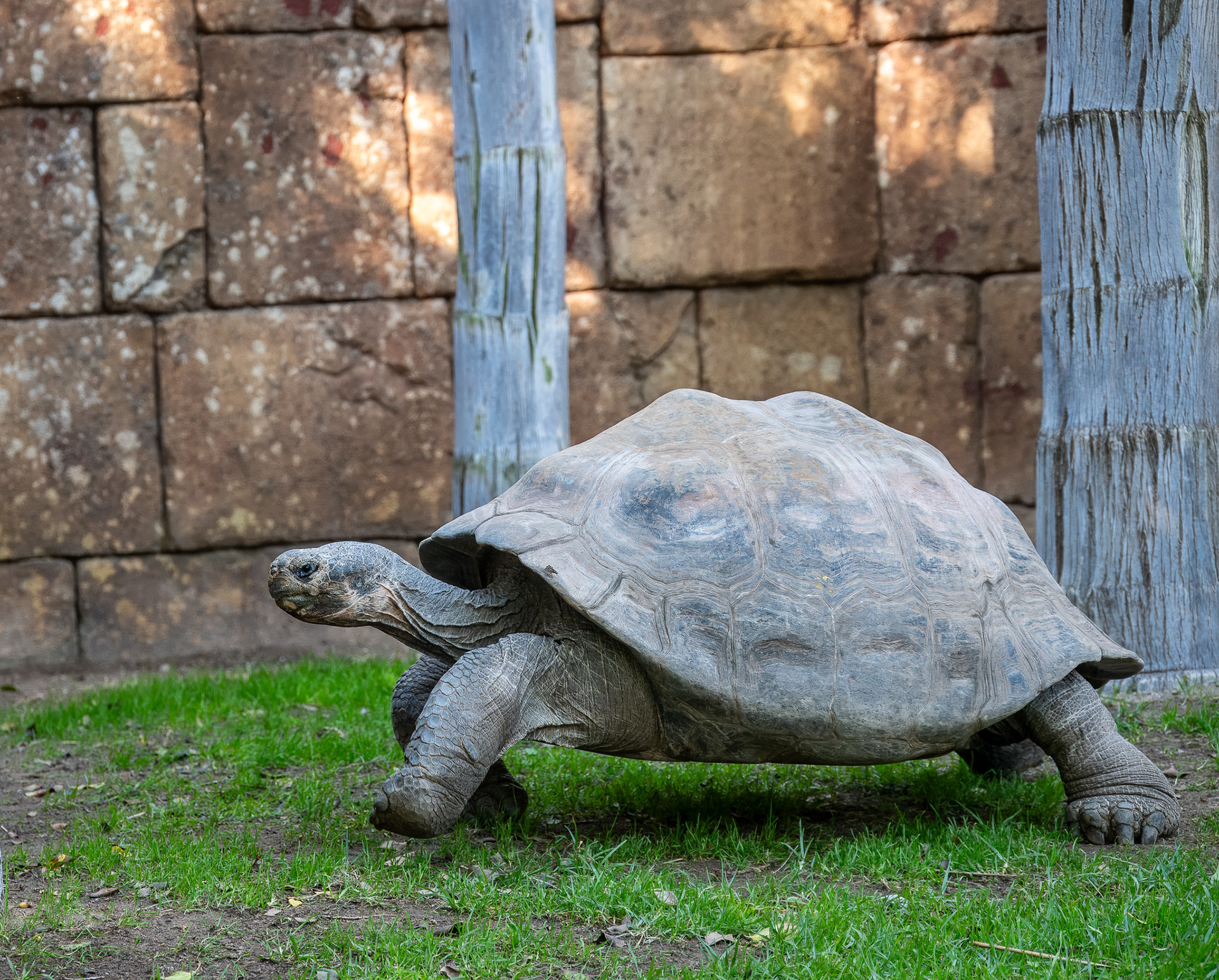 Giant Galapagos Tortoise