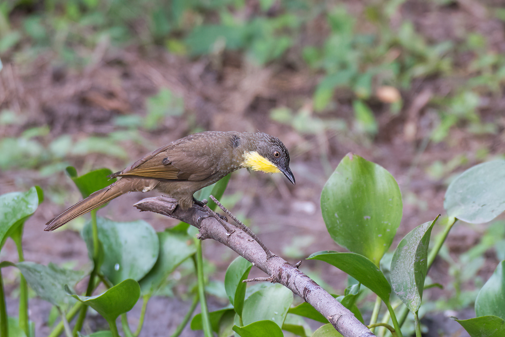 Yellow-throated Leaflove