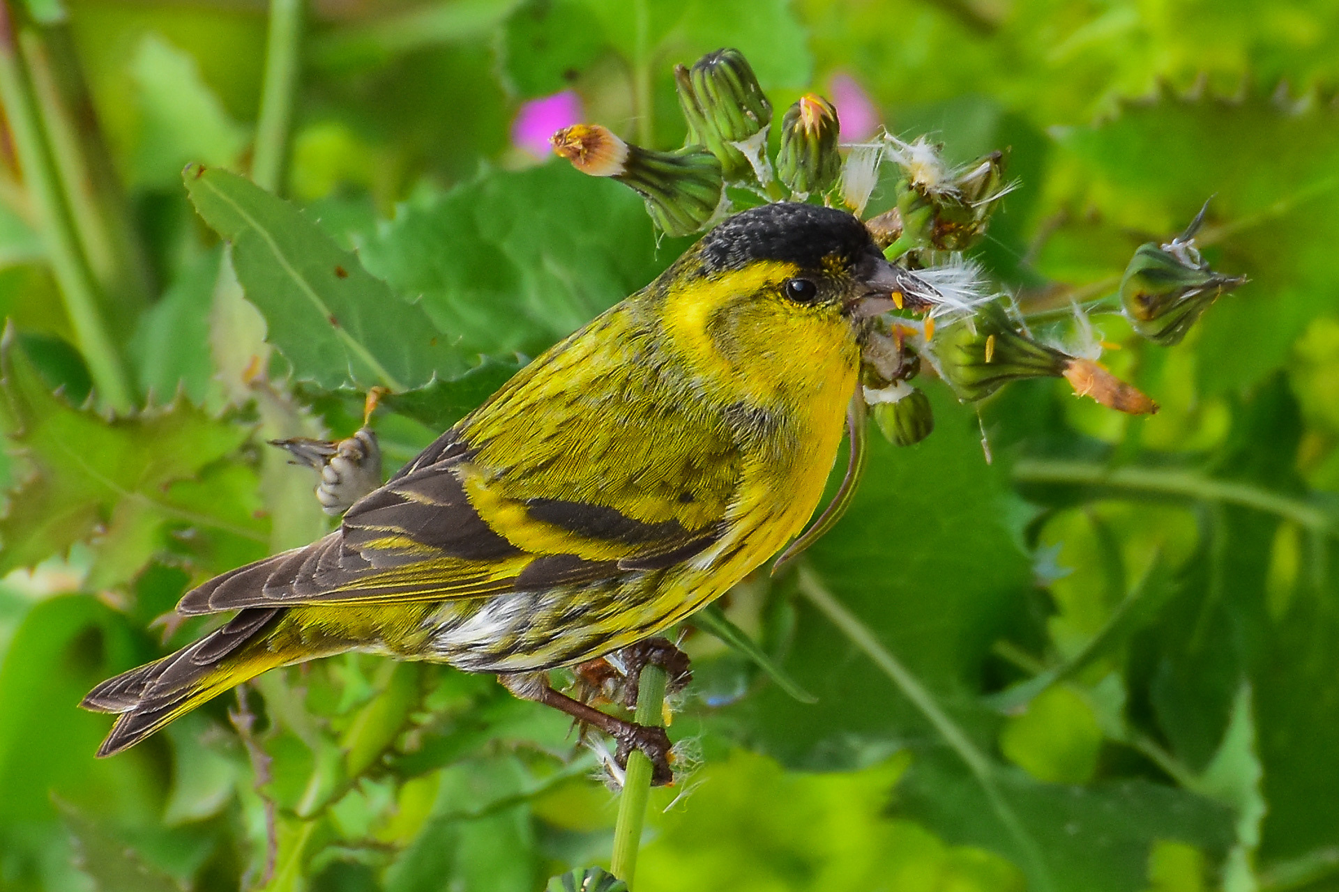 Siskin