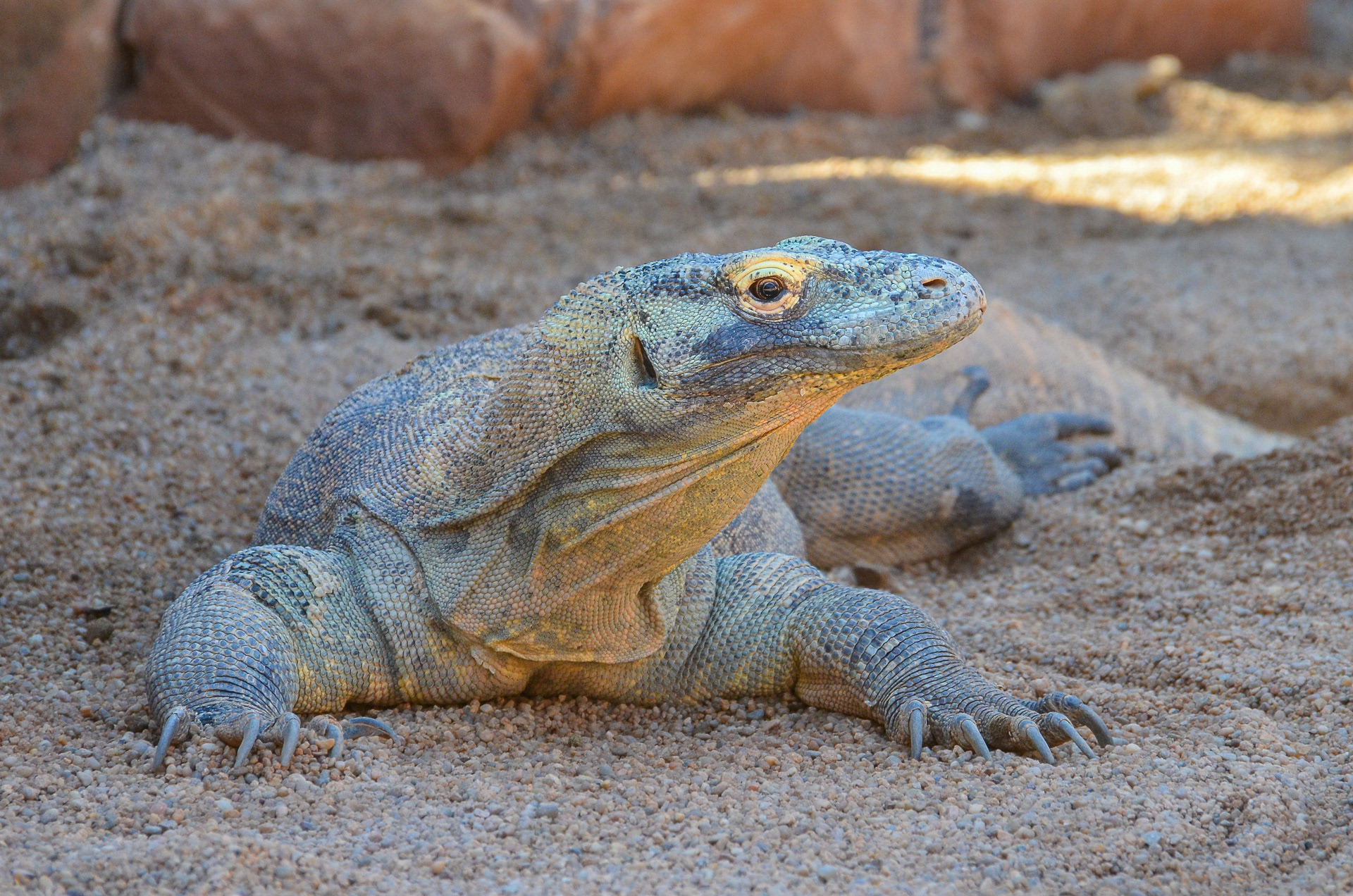 Dragon, Komodo