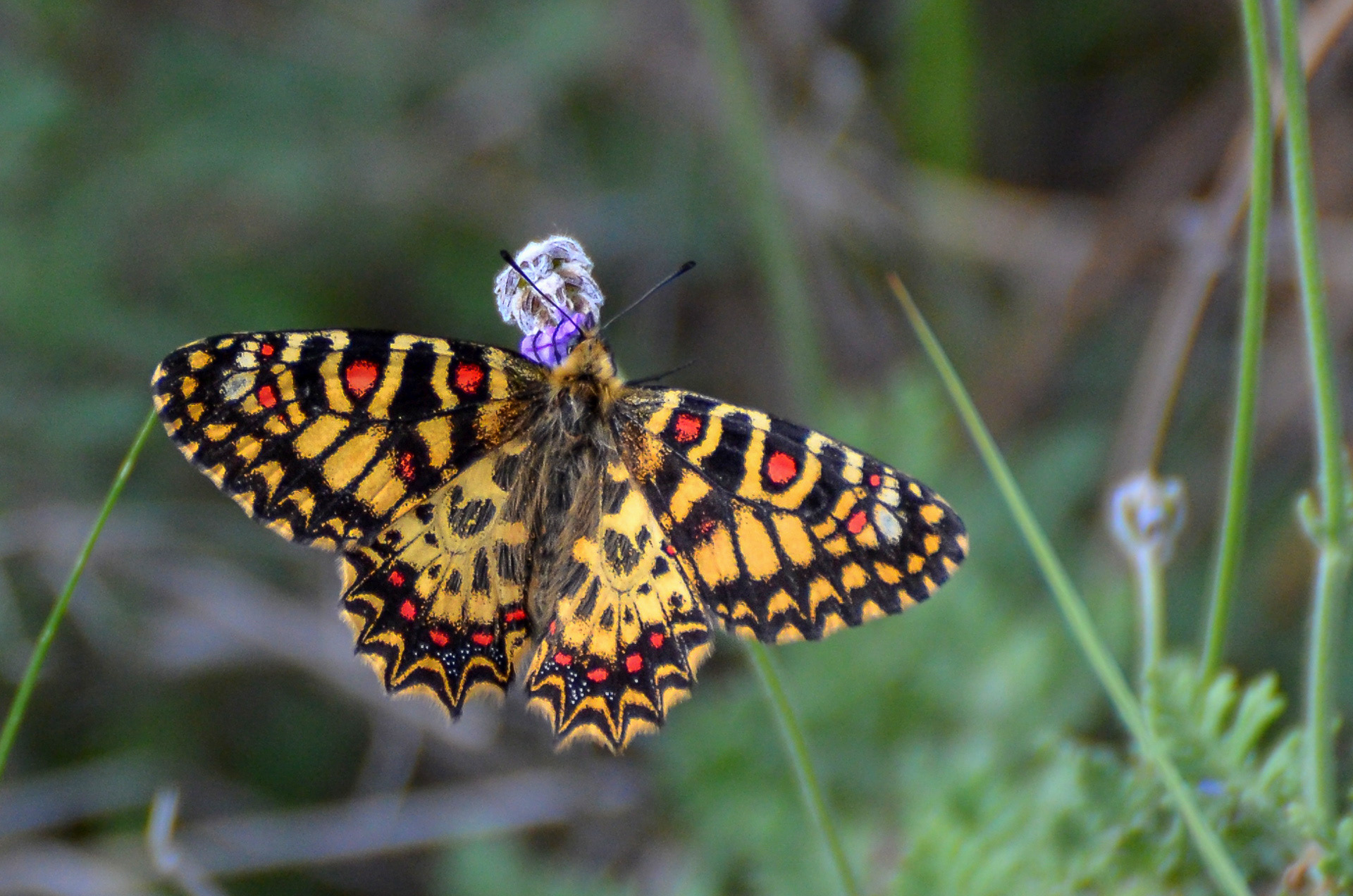Spanish Festoon