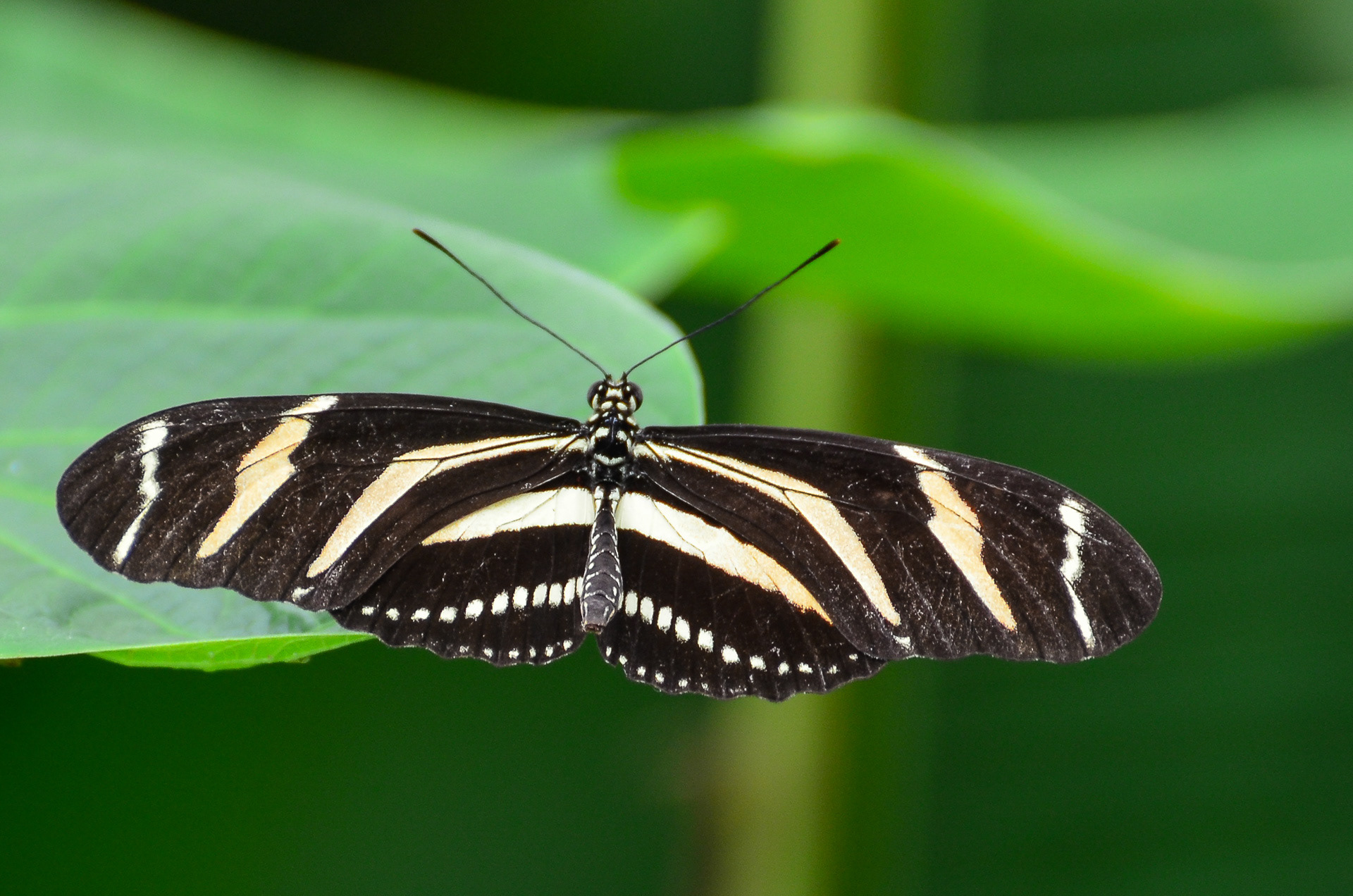 Zebra Longwing