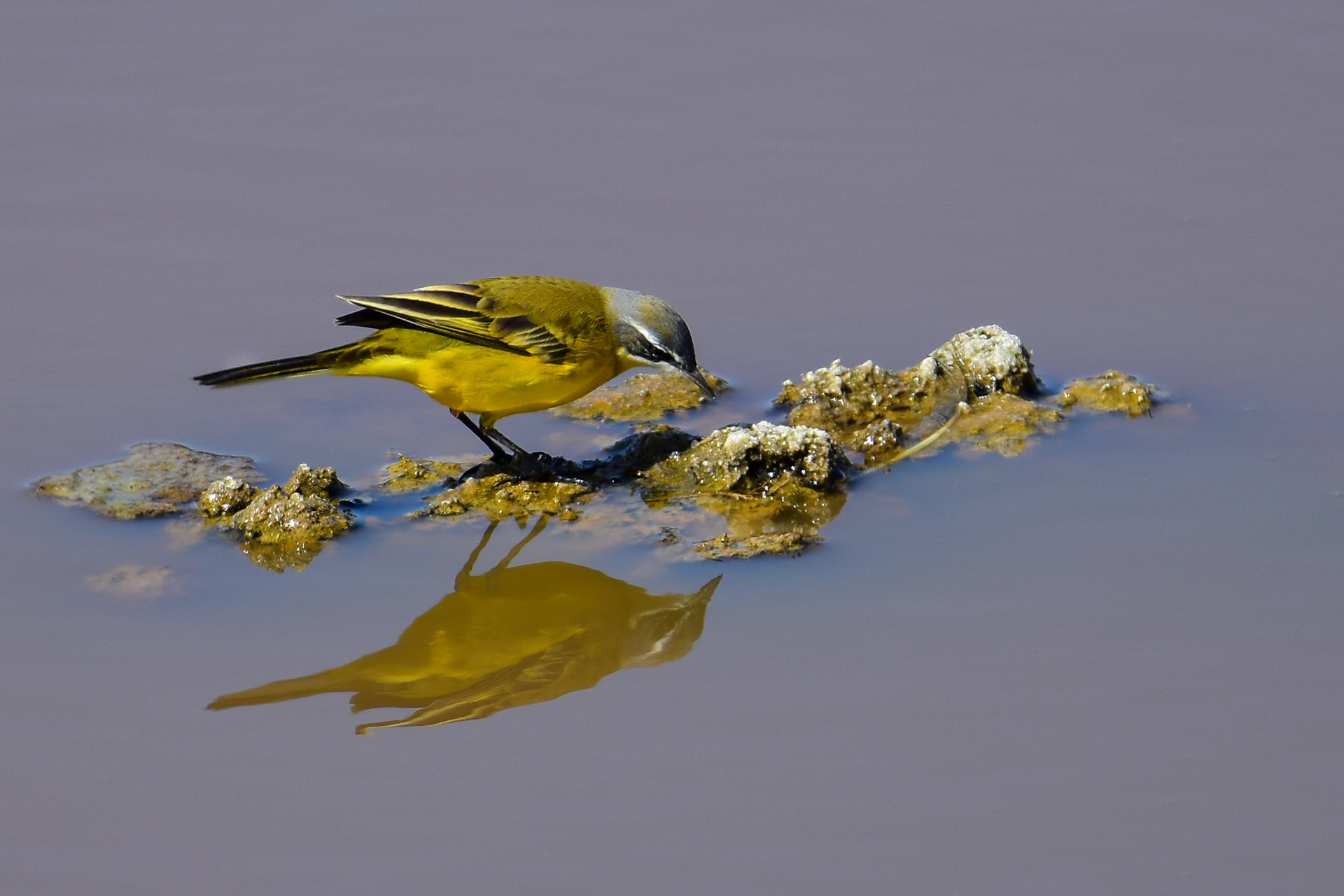 Iberian Yellow Wagtail