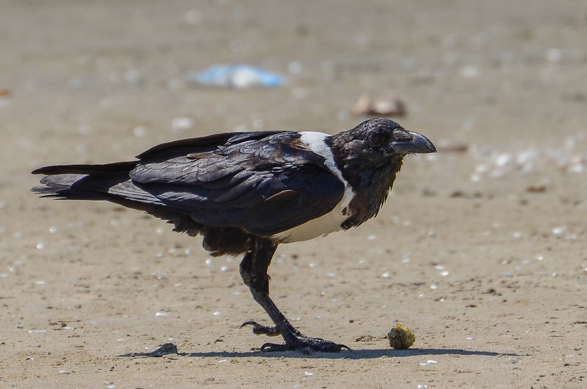 Pied Crow