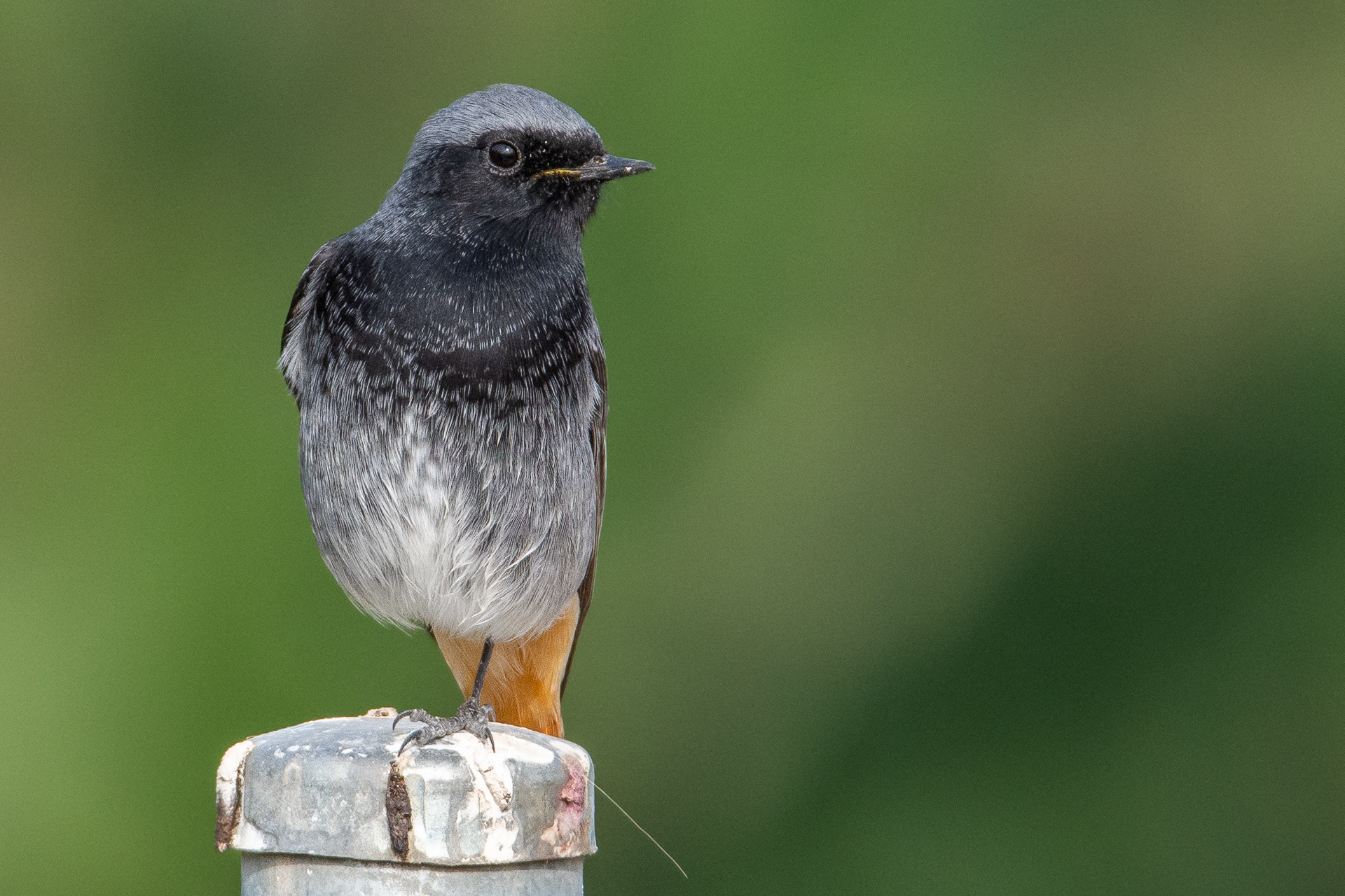 Black Redstart (male)