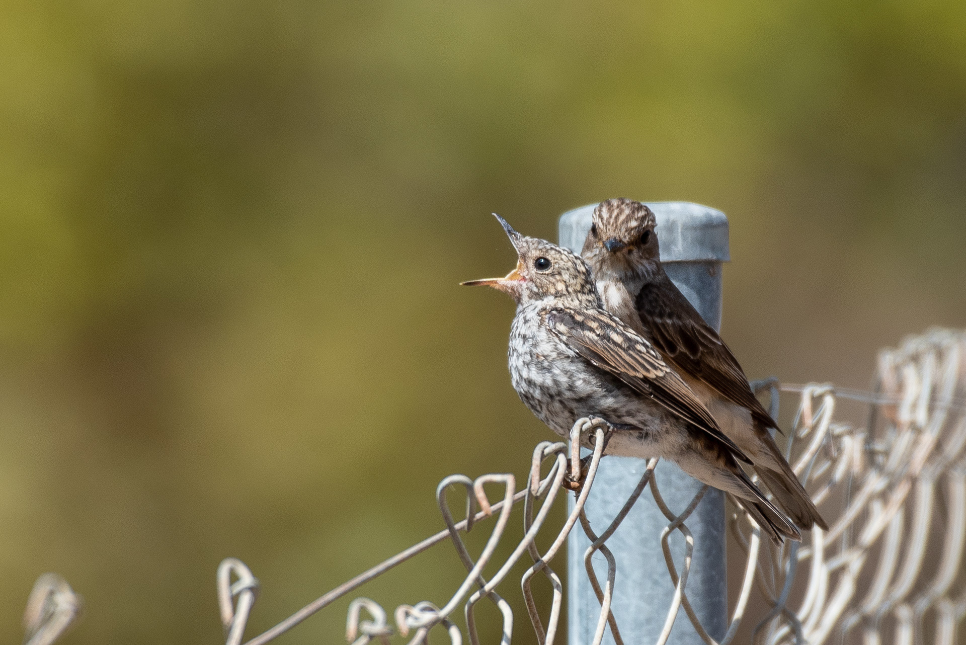 Spotted Flycatcher
