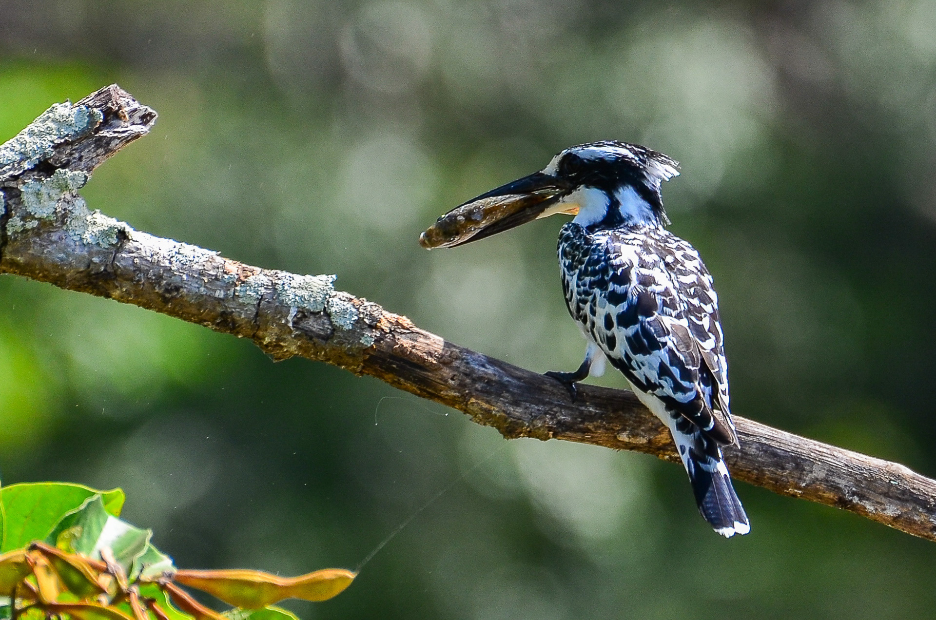 Pied Kingfisher (female)