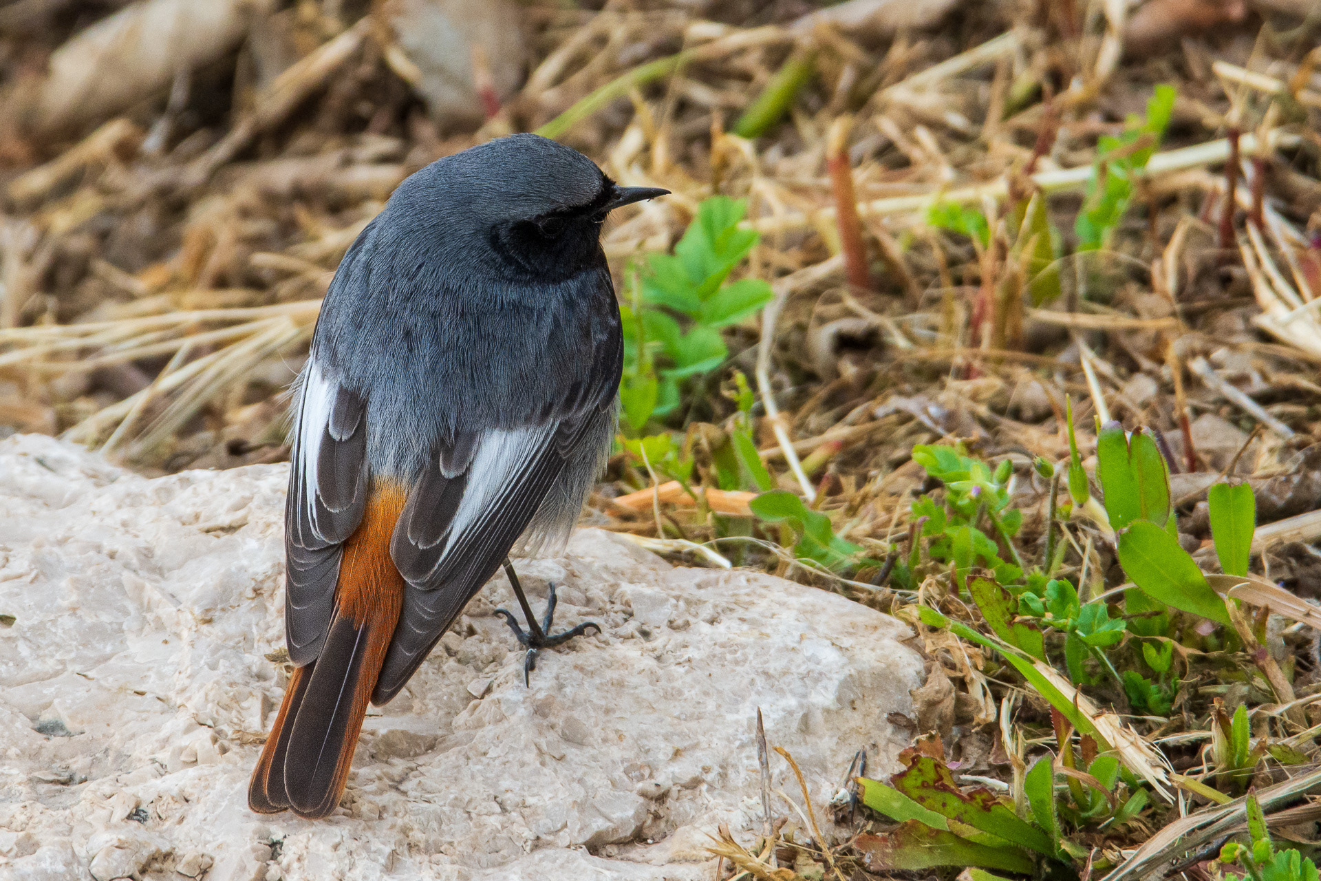 Black Redstart (male)