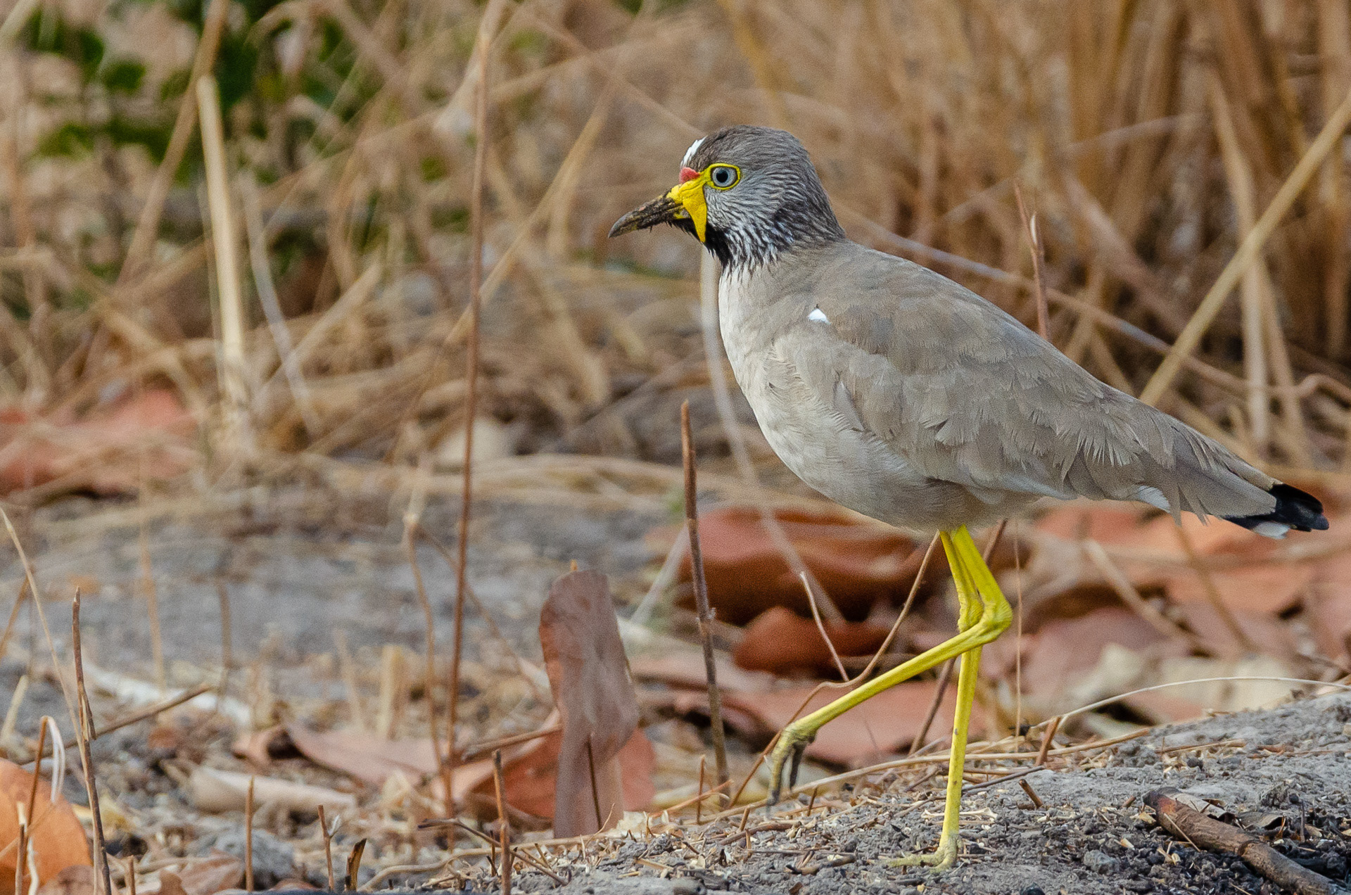 African Wattled Lapwing