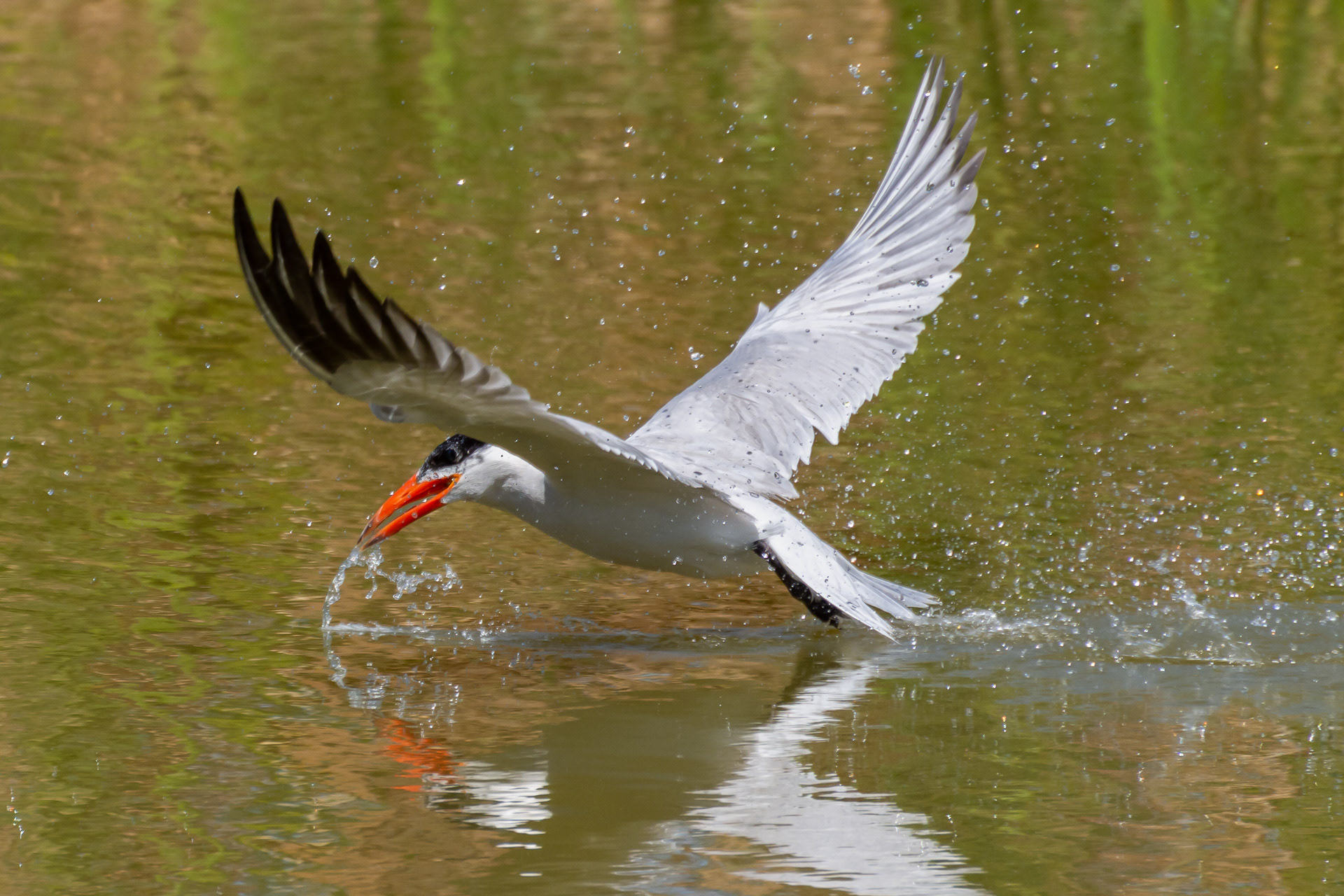 Caspian Tern