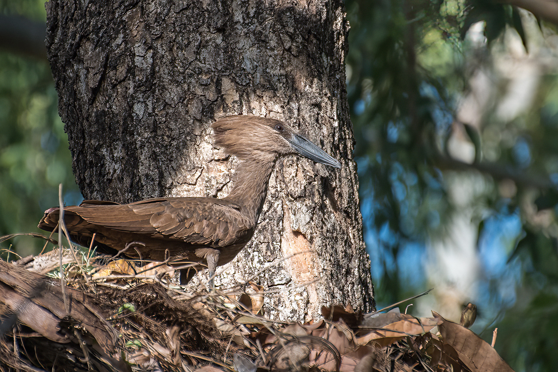 Hamerkop