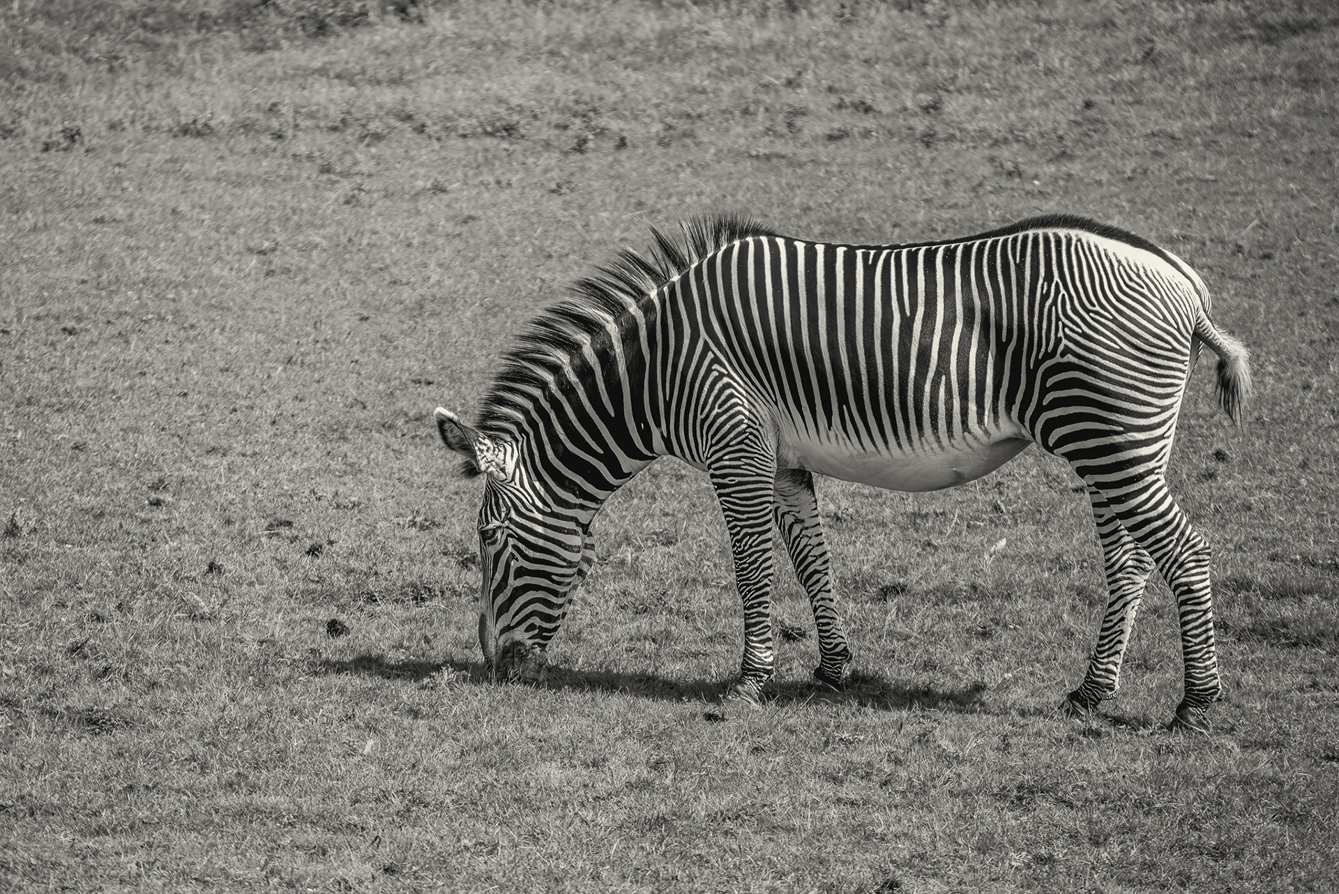 Grévy's zebra (Equus grevyi)