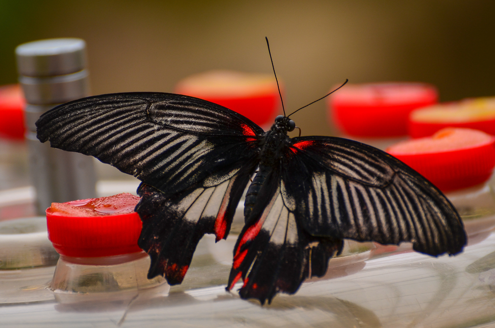 Scarlet Mormon