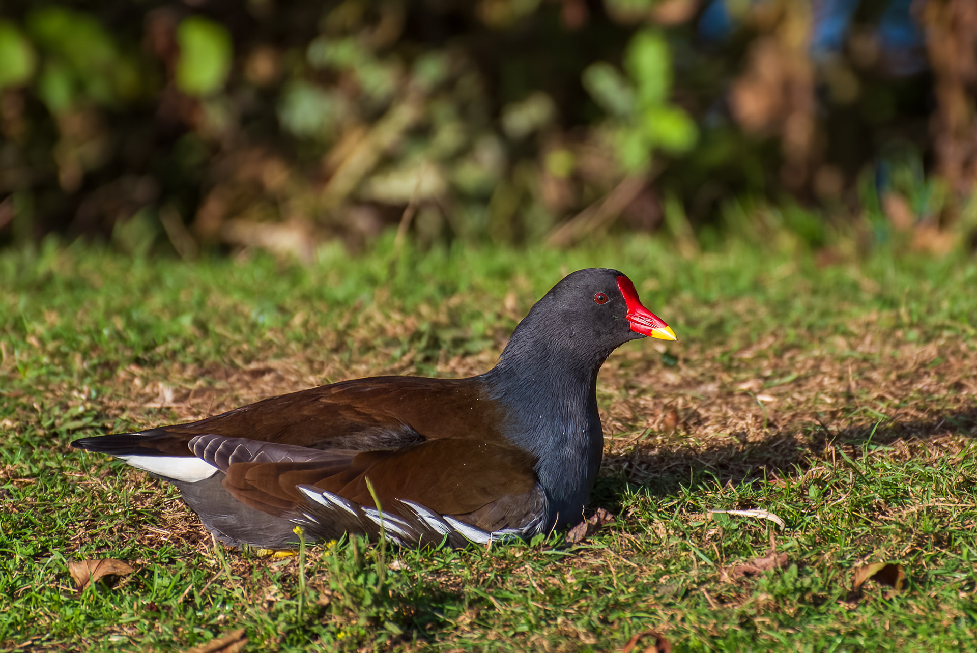 Moorhen