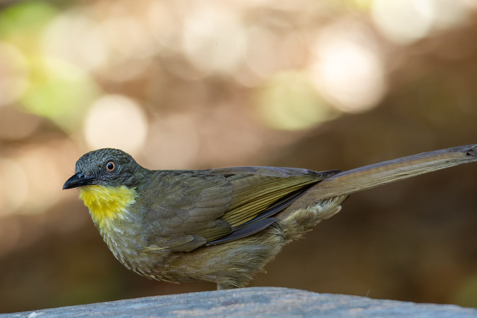 Leaflove, Yellow-throated (Atimastillas flavicollis)