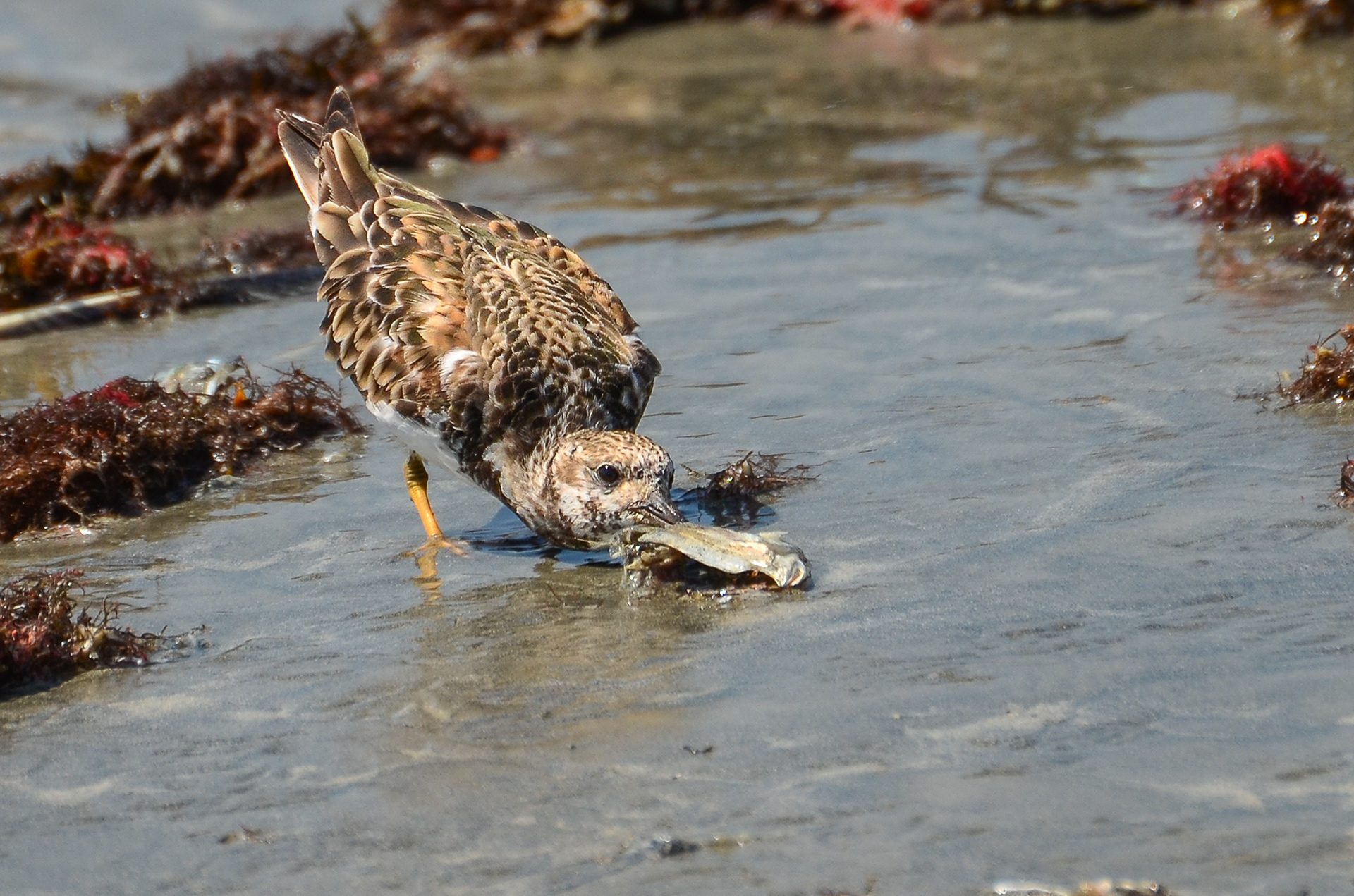 Ruddy Turnstone