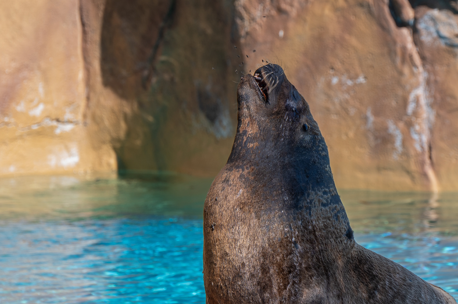 Sealion